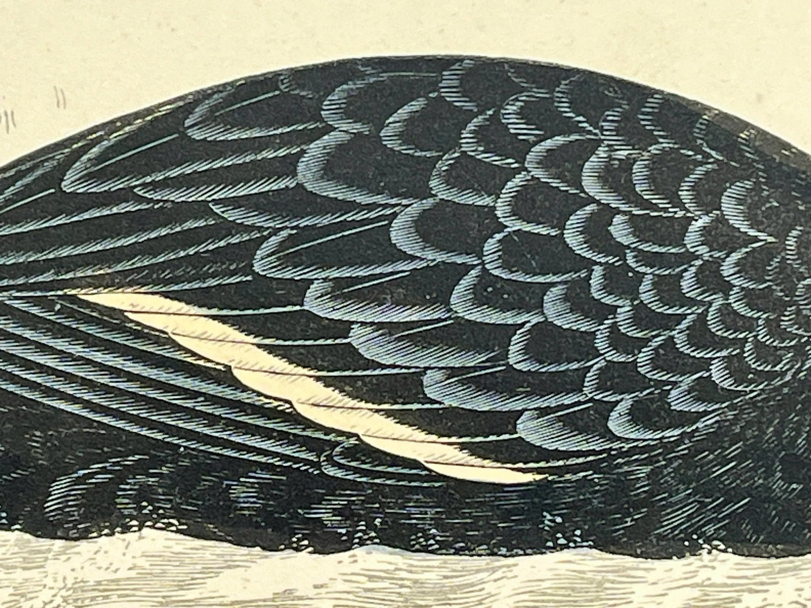 Antique Hand Tinted Bird Print From England Featuring a Black Velvet Scoter - Circa 1888 - 5