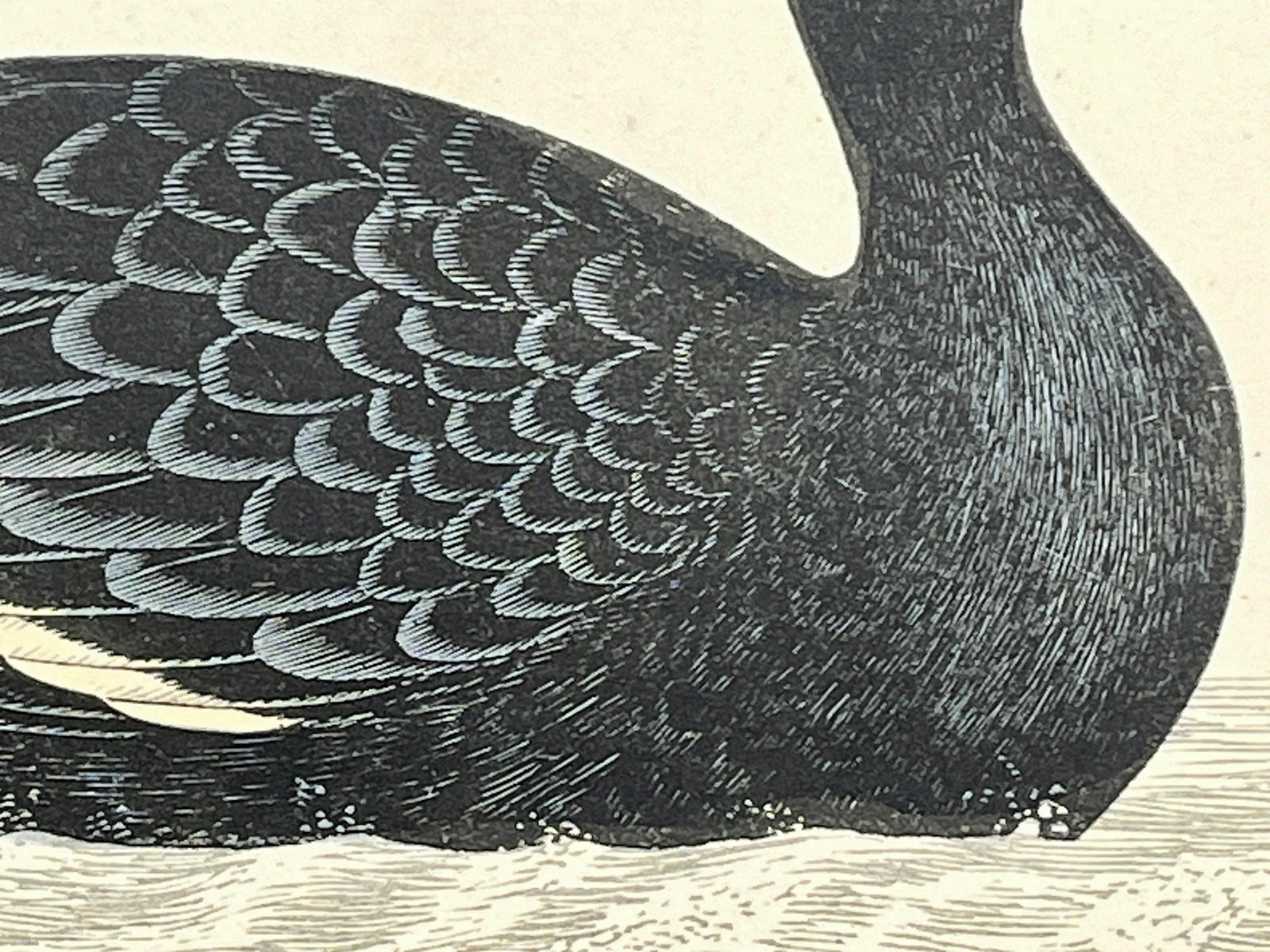 Antique Hand Tinted Bird Print From England Featuring a Black Velvet Scoter - Circa 1888 - 6