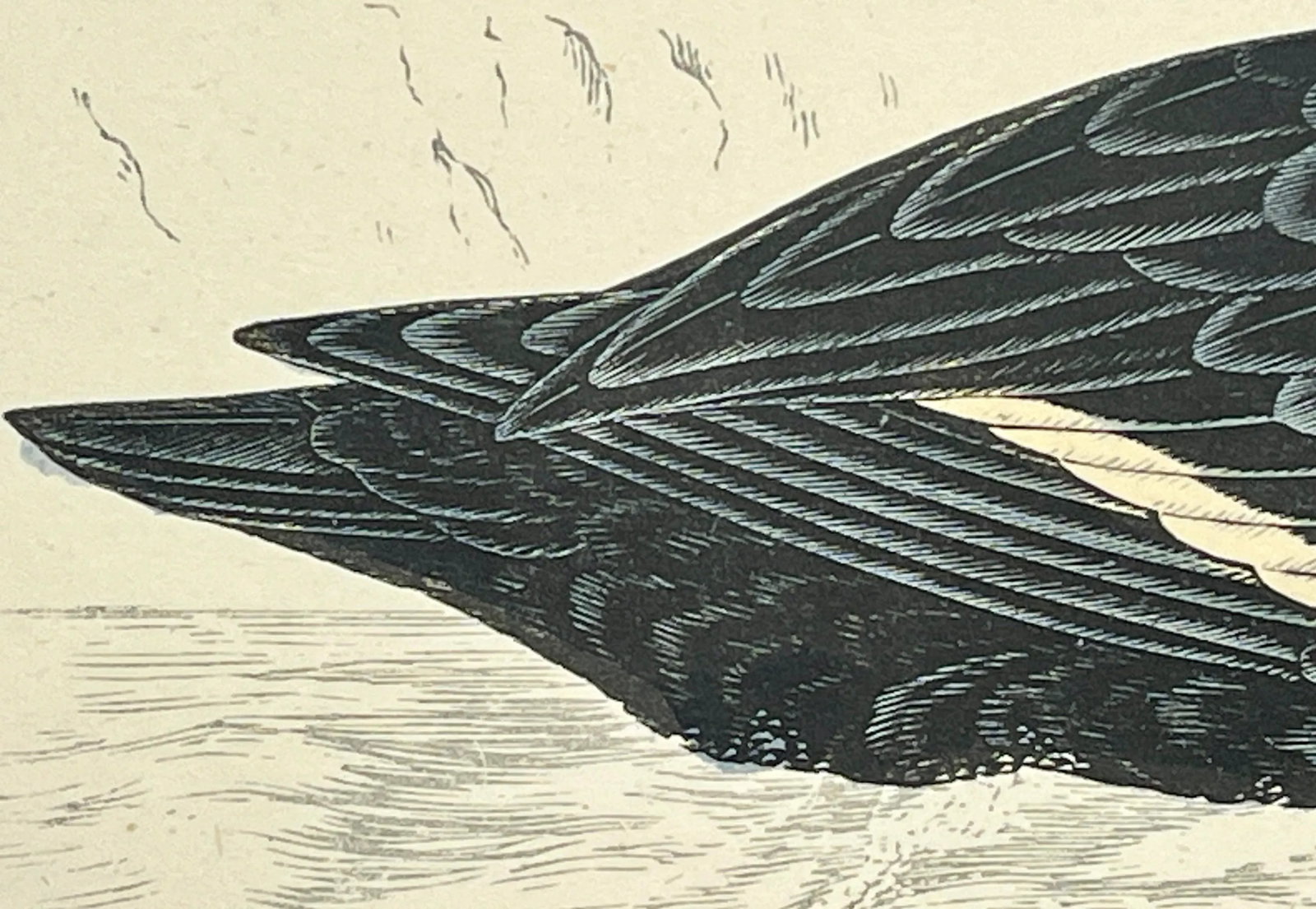 Antique Hand Tinted Bird Print From England Featuring a Black Velvet Scoter - Circa 1888 - 7