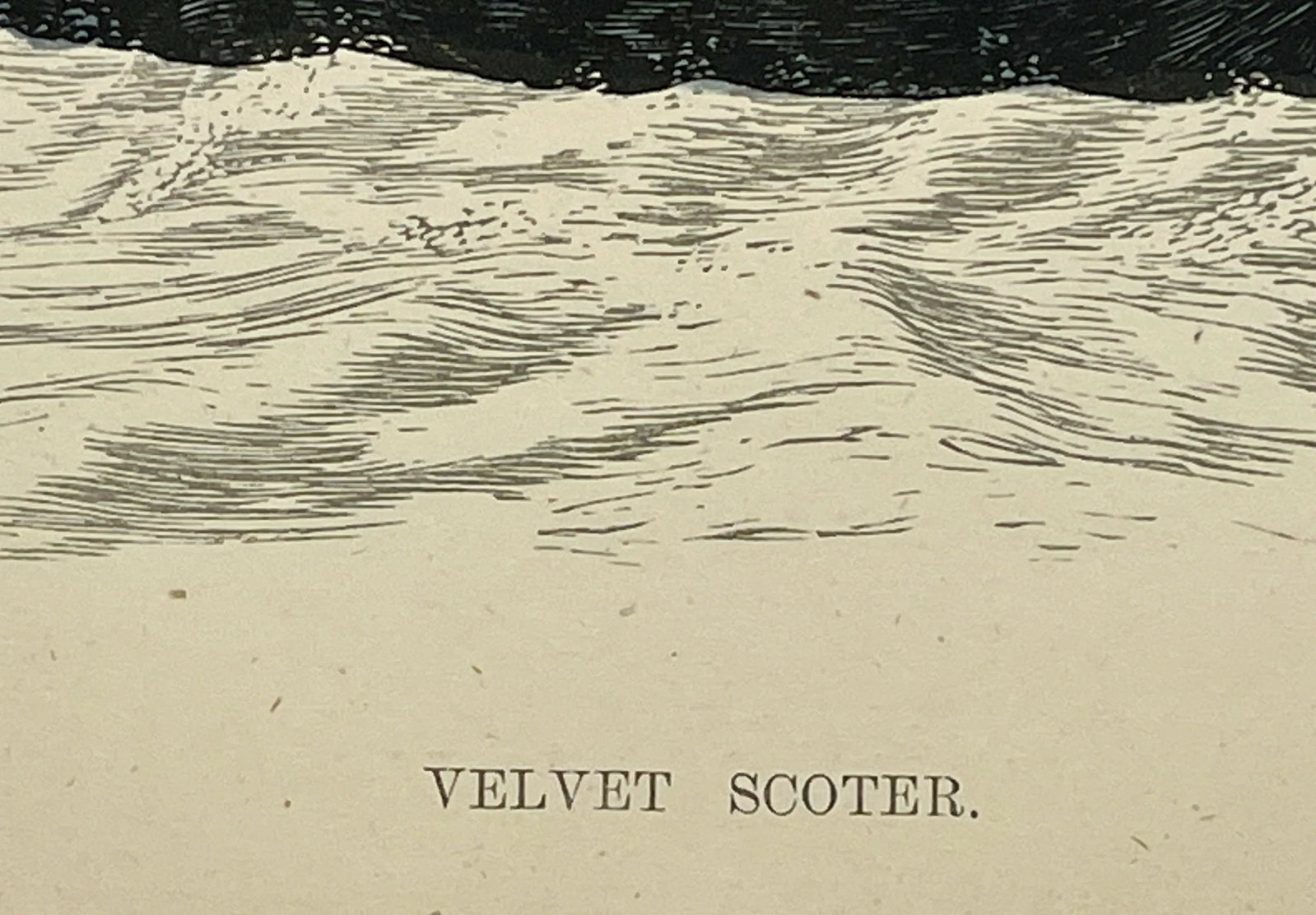 Antique Hand Tinted Bird Print From England Featuring a Black Velvet Scoter - Circa 1888 - 9