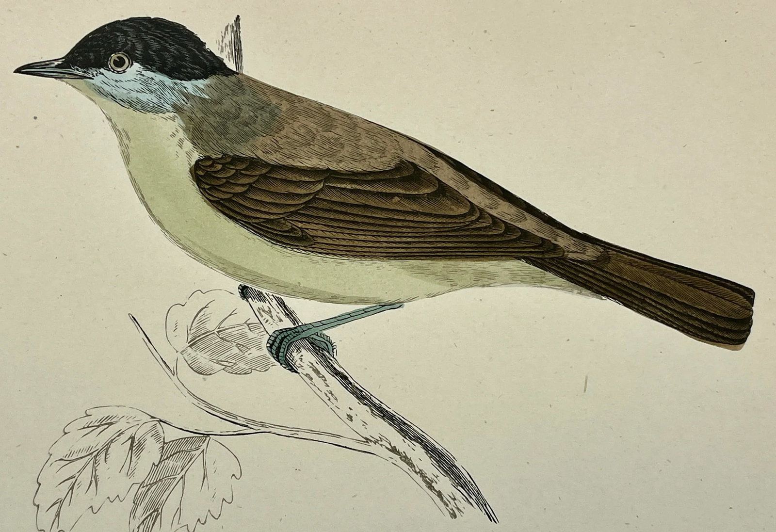 Antique Hand Tinted Bird Print From England Featuring a Green Breasted Blackcap Warbler - Circa 1888 - 10