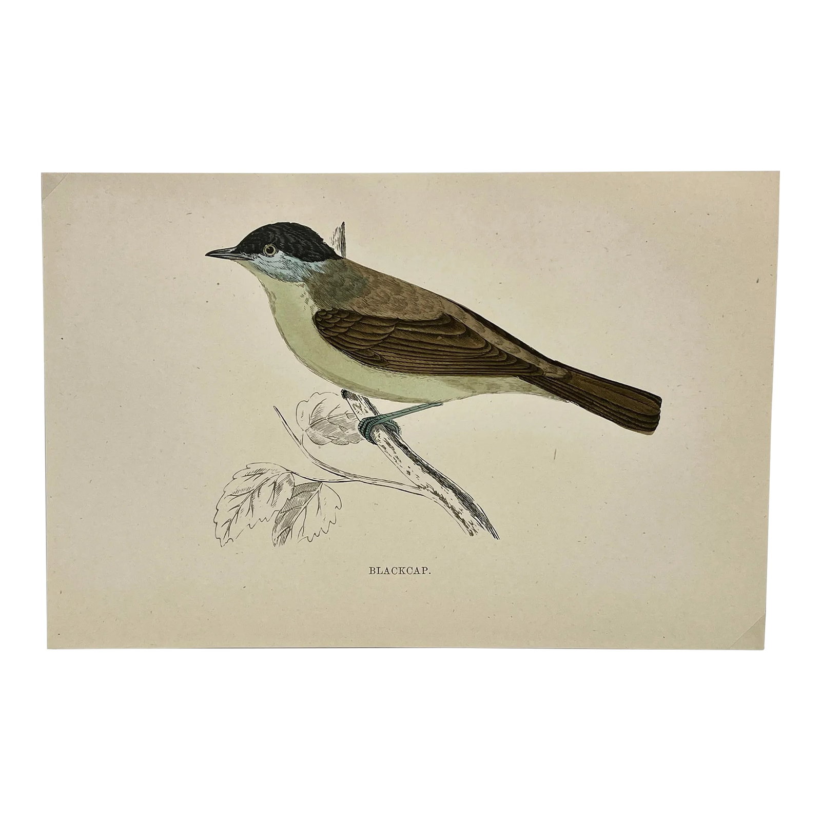 Antique Hand Tinted Bird Print From England Featuring a Green Breasted Blackcap Warbler - Circa 1888: Antique Hand Tinted Bird Print From England Featuring a Green Breasted Blackcap Warbler - Circa 1888. Print measures 7 1/4" W x 4 3/4" T Print is attached to an 11 3/4" W x 8 1/4" T piece of paper by