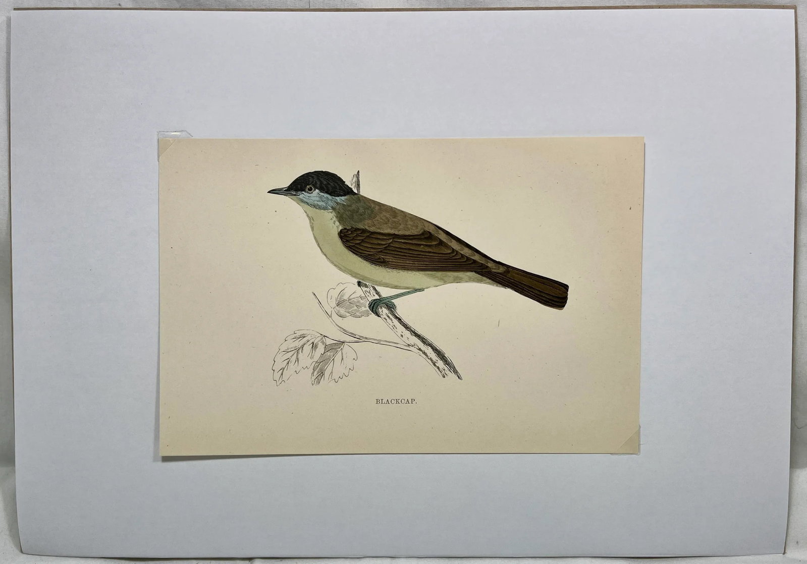 Antique Hand Tinted Bird Print From England Featuring a Green Breasted Blackcap Warbler - Circa 1888 - 2