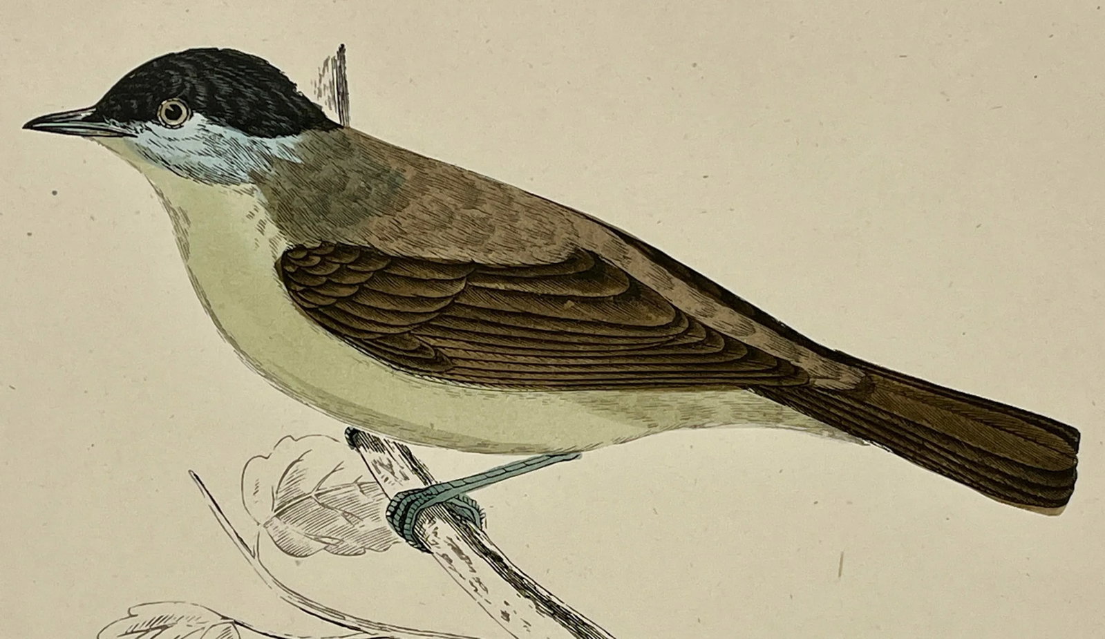 Antique Hand Tinted Bird Print From England Featuring a Green Breasted Blackcap Warbler - Circa 1888 - 3