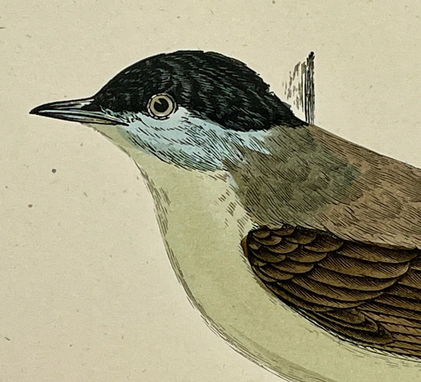 Antique Hand Tinted Bird Print From England Featuring a Green Breasted Blackcap Warbler - Circa 1888 - 4
