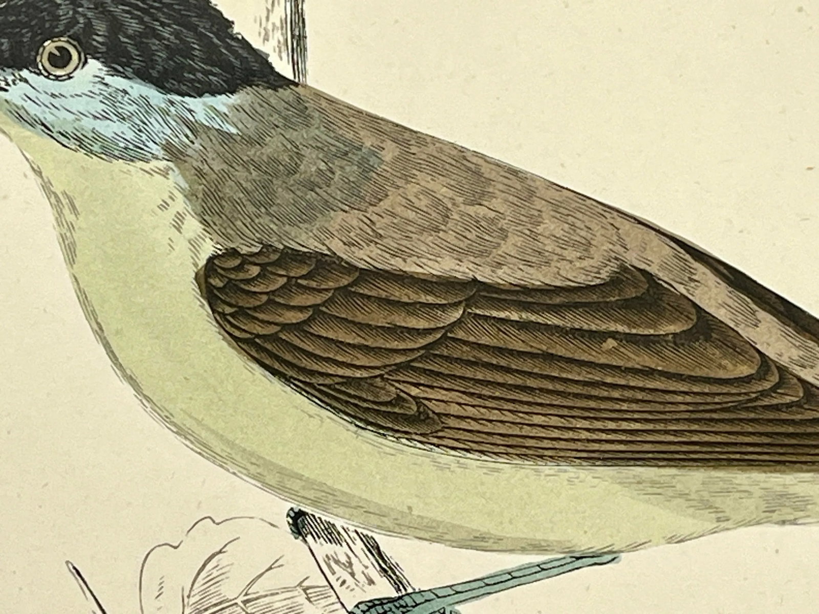 Antique Hand Tinted Bird Print From England Featuring a Green Breasted Blackcap Warbler - Circa 1888 - 5
