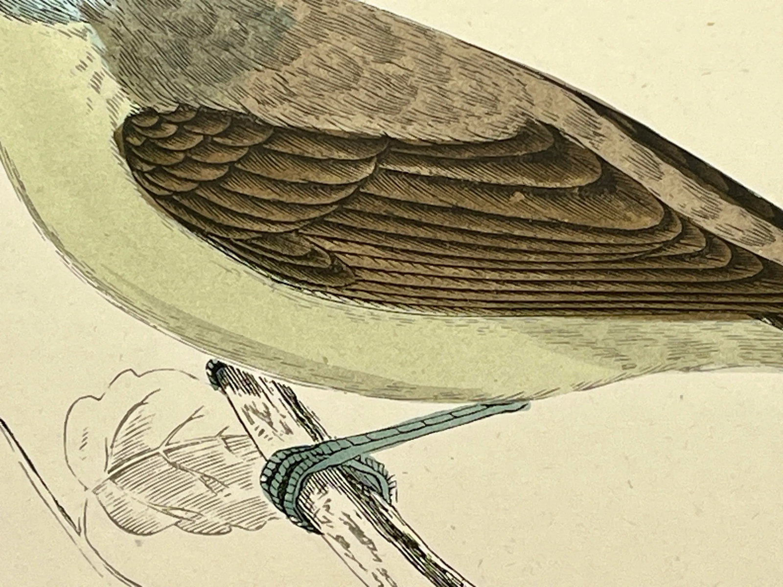 Antique Hand Tinted Bird Print From England Featuring a Green Breasted Blackcap Warbler - Circa 1888 - 6