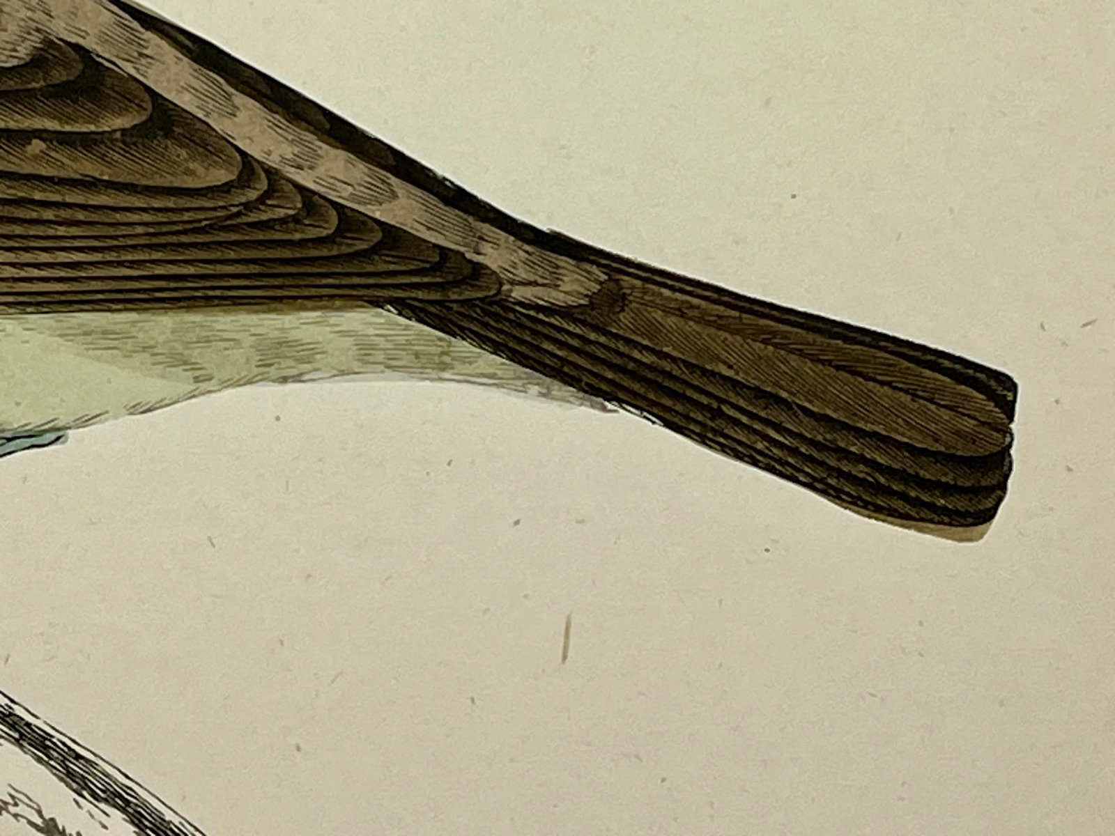 Antique Hand Tinted Bird Print From England Featuring a Green Breasted Blackcap Warbler - Circa 1888 - 7
