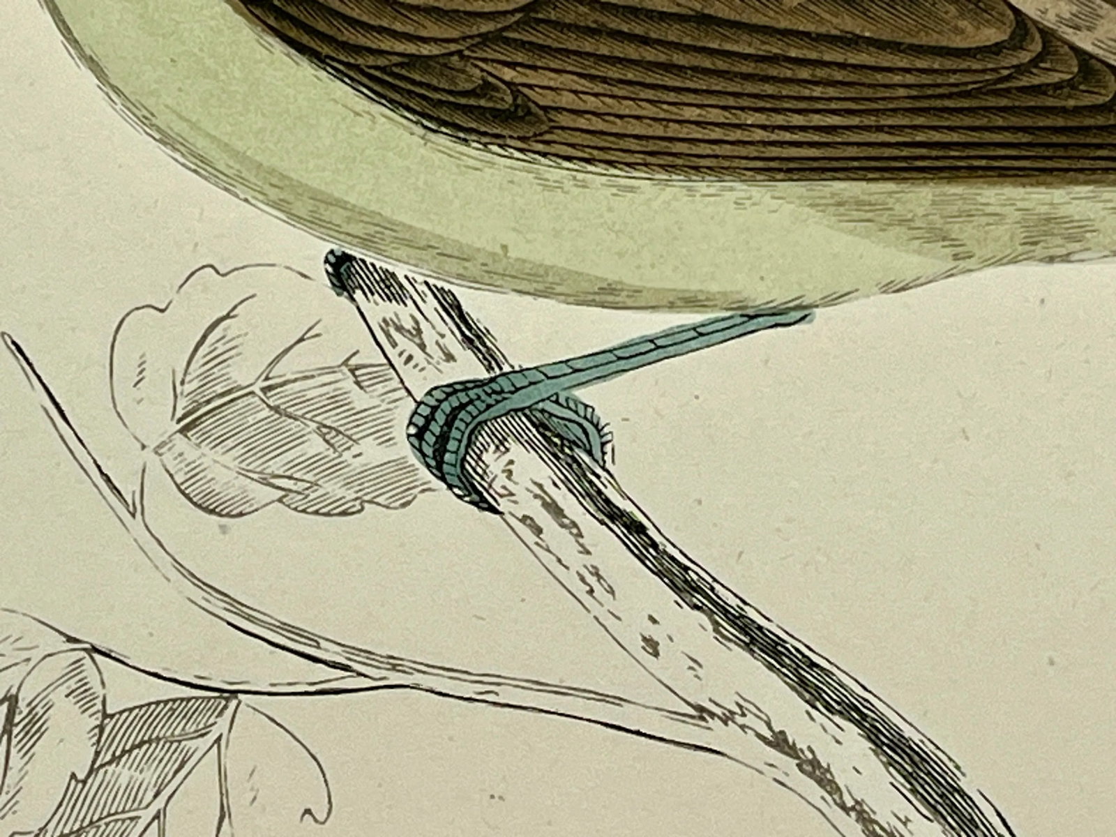 Antique Hand Tinted Bird Print From England Featuring a Green Breasted Blackcap Warbler - Circa 1888 - 8