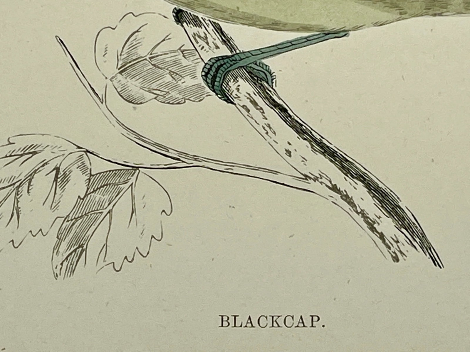 Antique Hand Tinted Bird Print From England Featuring a Green Breasted Blackcap Warbler - Circa 1888 - 9