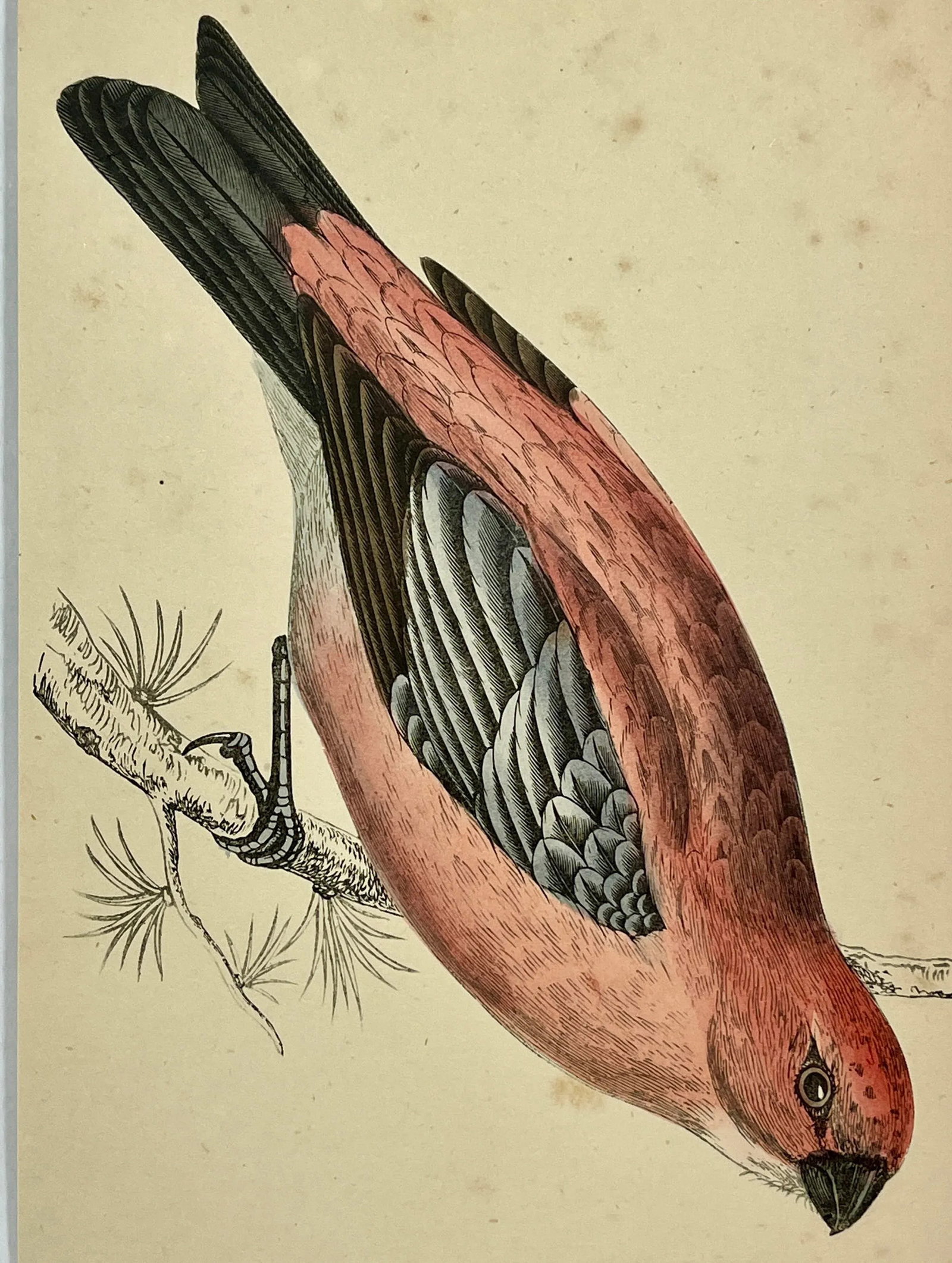 Antique Hand Tinted Bird Print From England Featuring a Red & Black Pine Grossbeak - Circa 1880 - 10