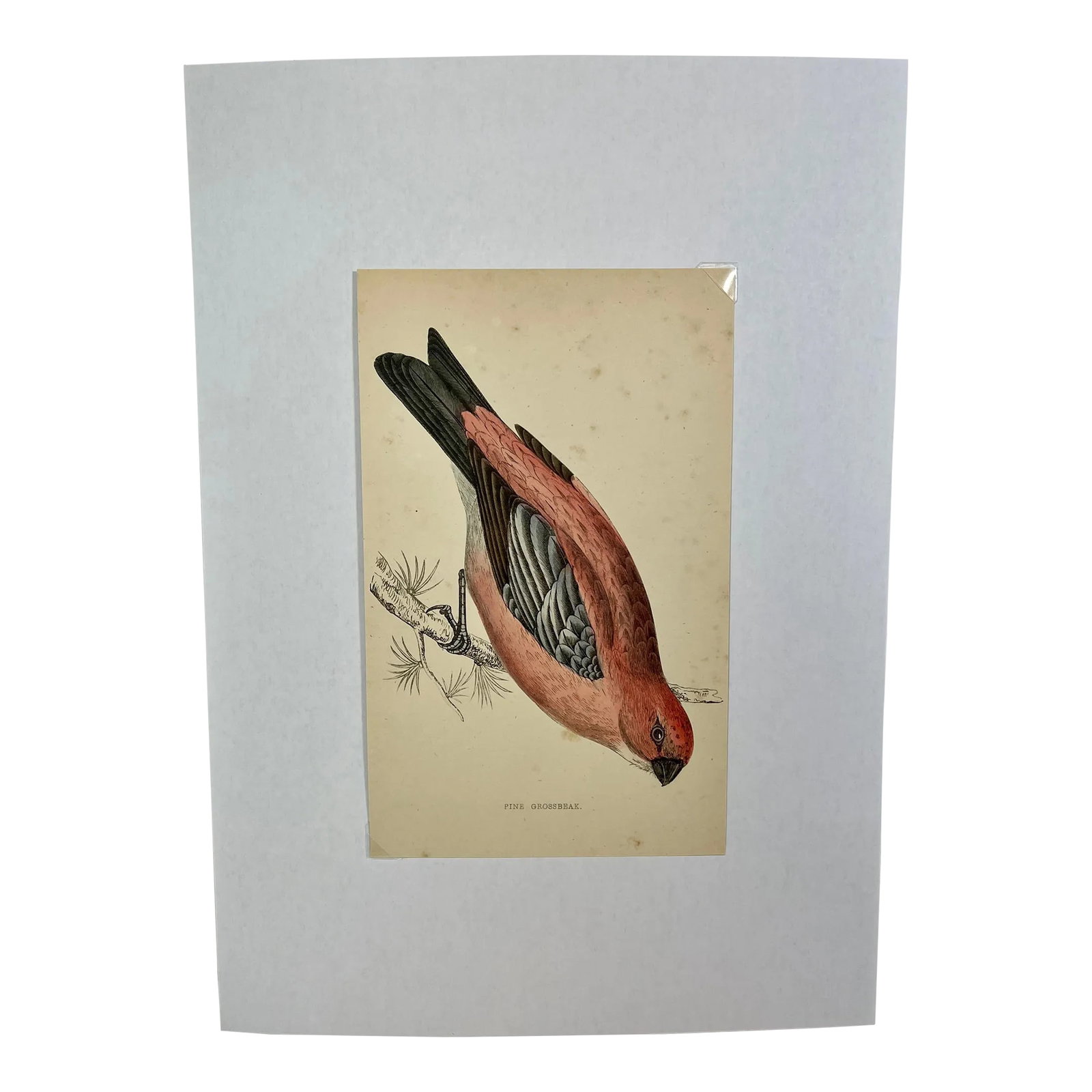 Antique Hand Tinted Bird Print From England Featuring a Red & Black Pine Grossbeak - Circa 1880: Antique Hand Tinted Bird Print From England Featuring a Red & Black Pine Grossbeak - Circa 1880. Print measures 4 3/8" W x 7" T Print is attached to an 8 1/4" W x 11 3/4" T piece of paper by 2 corner