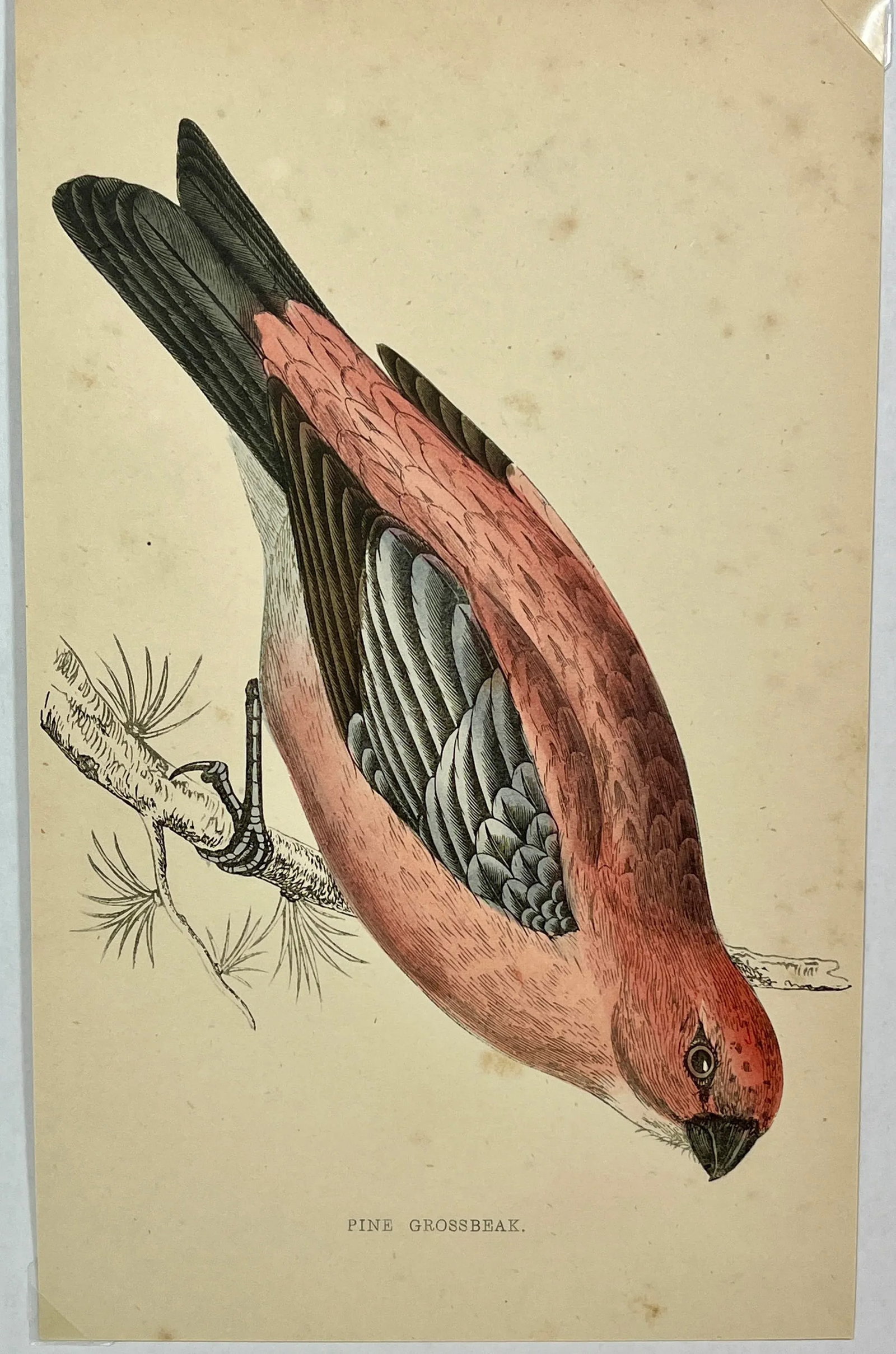 Antique Hand Tinted Bird Print From England Featuring a Red & Black Pine Grossbeak - Circa 1880 - 2