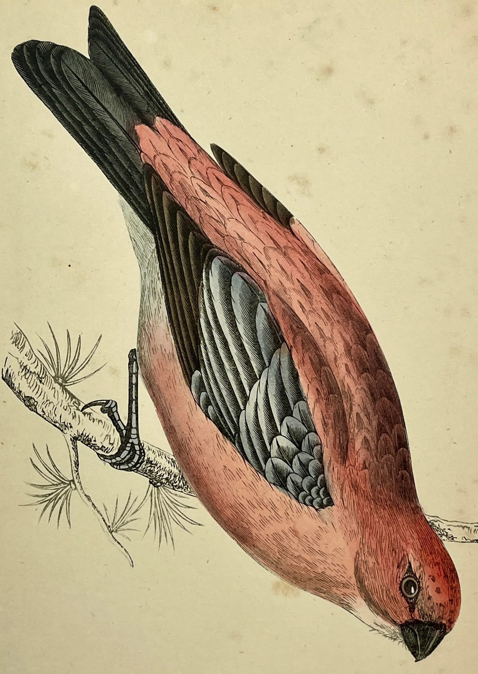 Antique Hand Tinted Bird Print From England Featuring a Red & Black Pine Grossbeak - Circa 1880 - 3