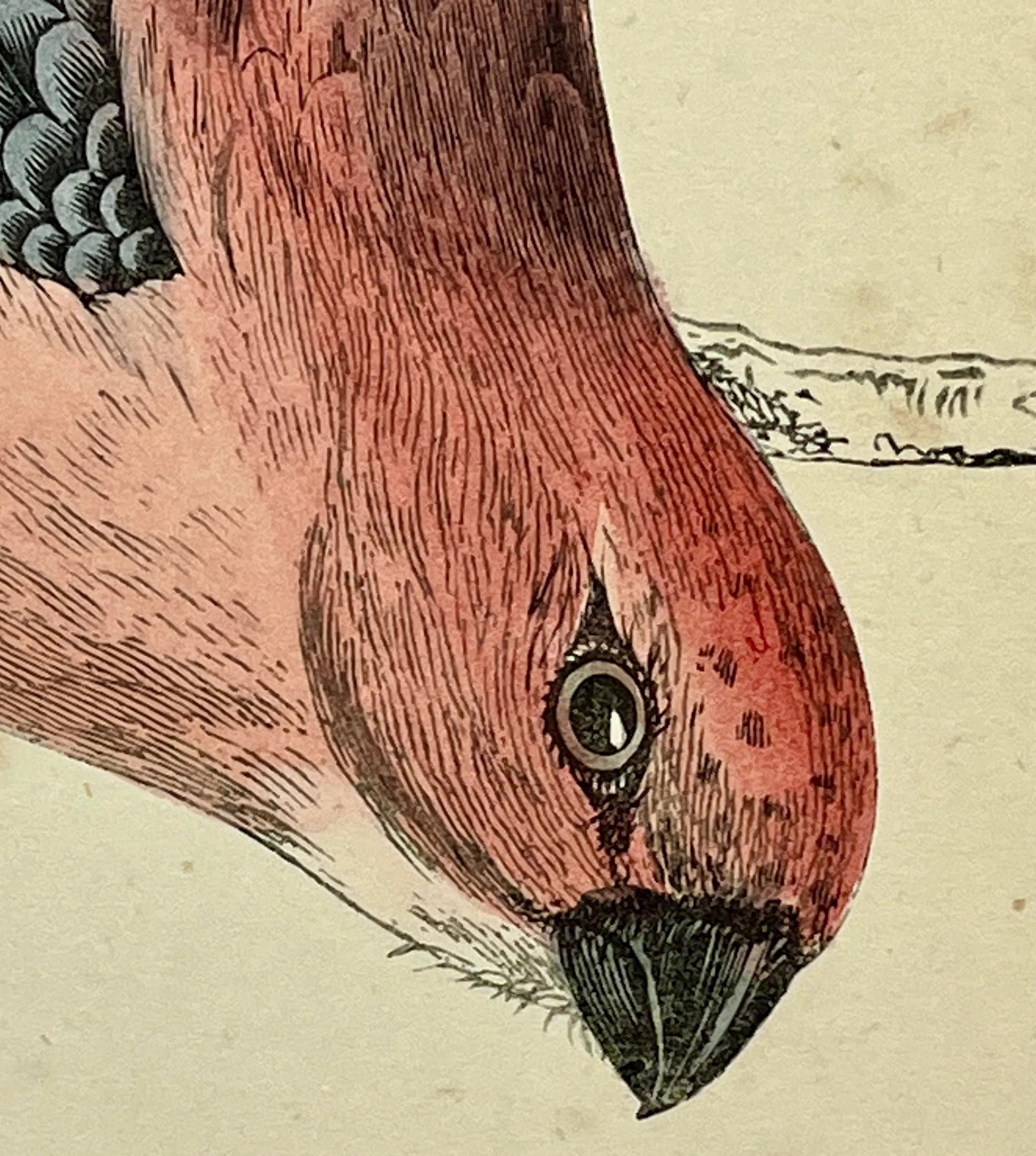 Antique Hand Tinted Bird Print From England Featuring a Red & Black Pine Grossbeak - Circa 1880 - 4