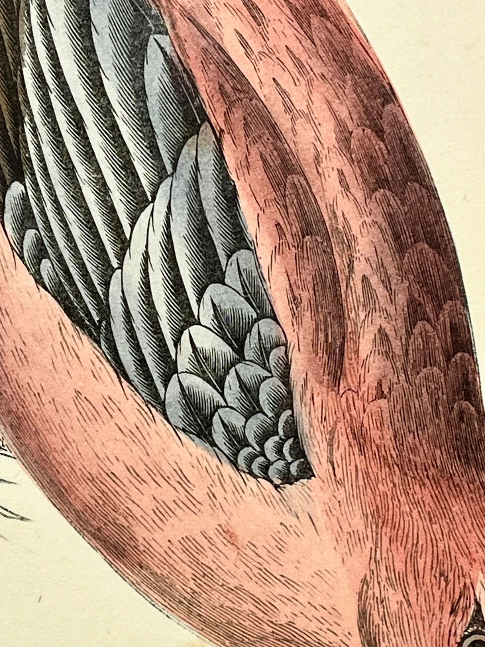 Antique Hand Tinted Bird Print From England Featuring a Red & Black Pine Grossbeak - Circa 1880 - 5