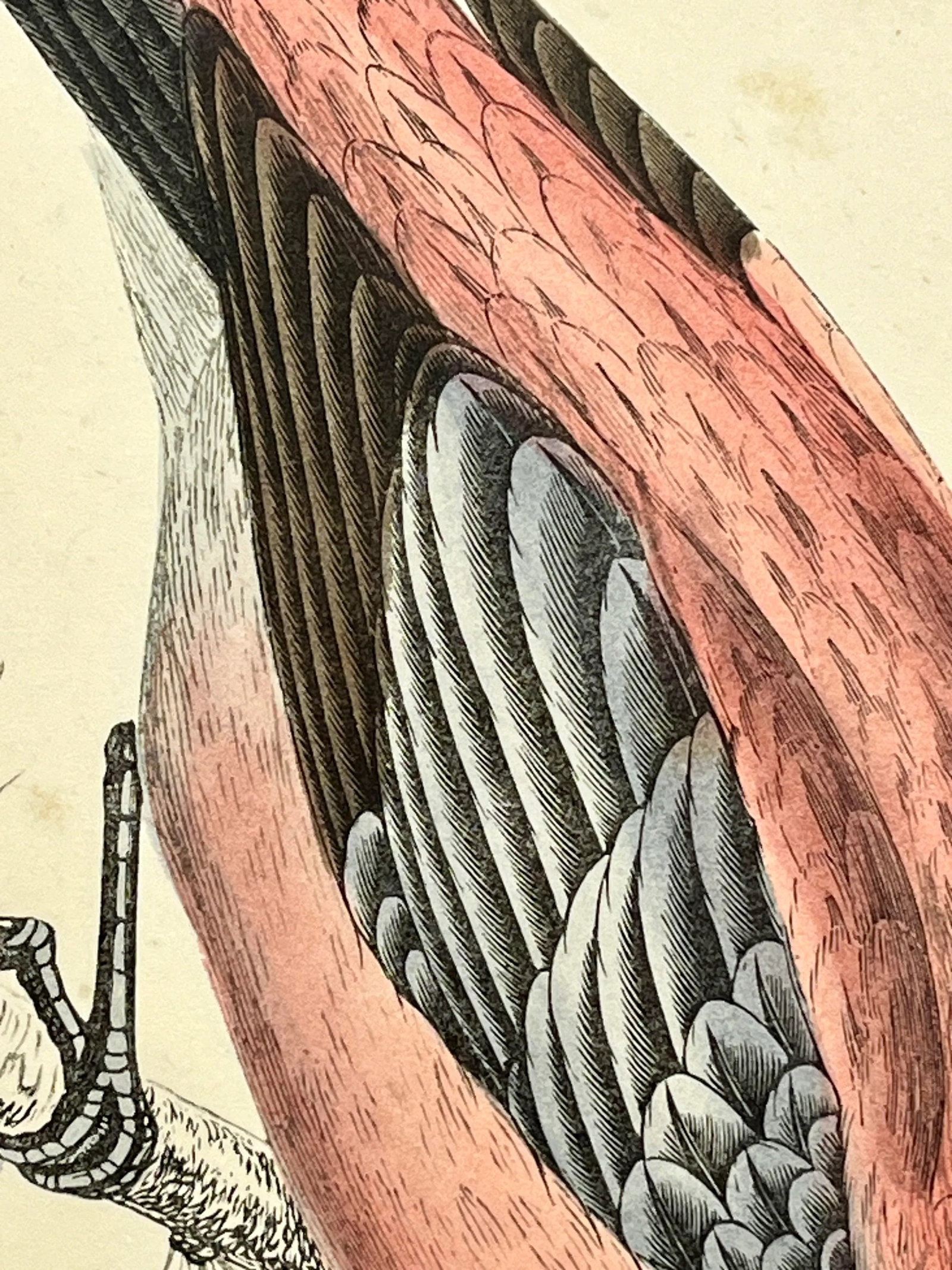 Antique Hand Tinted Bird Print From England Featuring a Red & Black Pine Grossbeak - Circa 1880 - 6