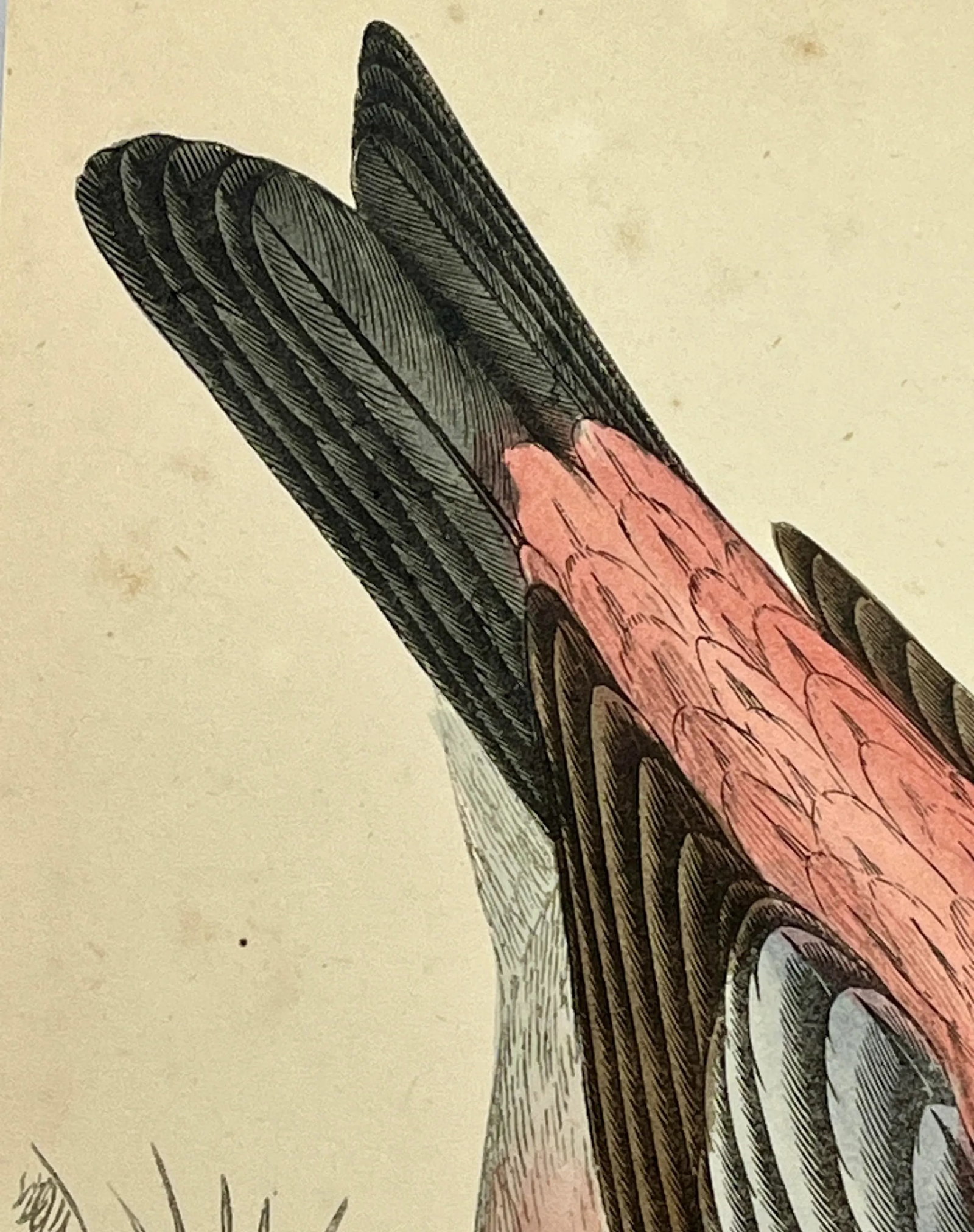 Antique Hand Tinted Bird Print From England Featuring a Red & Black Pine Grossbeak - Circa 1880 - 7