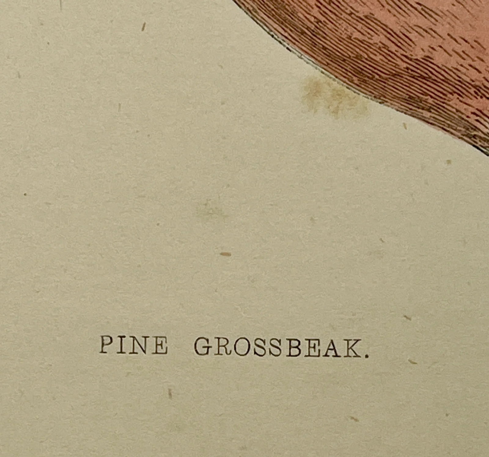 Antique Hand Tinted Bird Print From England Featuring a Red & Black Pine Grossbeak - Circa 1880 - 9