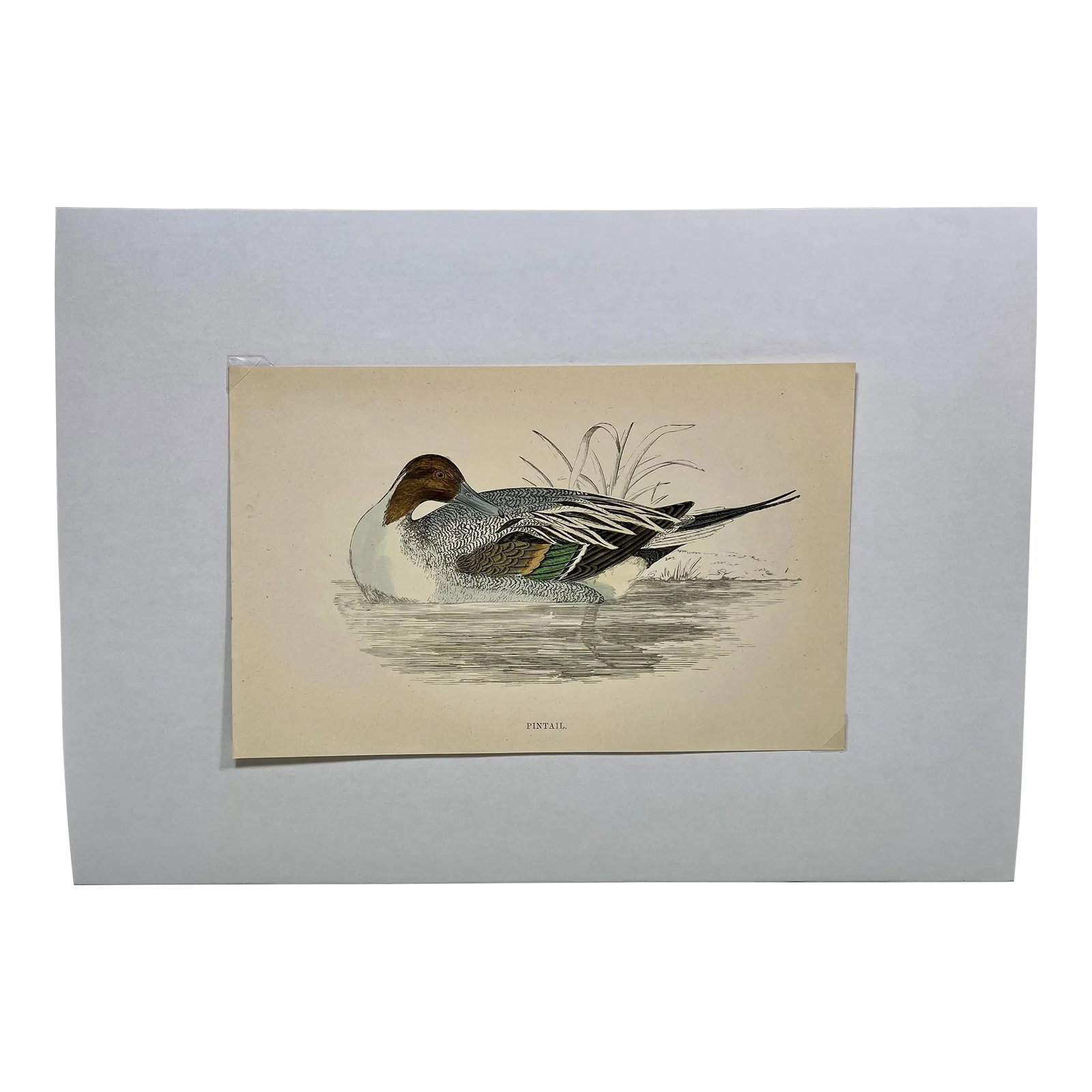 Antique Hand Tinted Bird Print From England Featuring a Pintail Duck - Circa 1888: Antique Hand Tinted Bird Print From England Featuring a Pintail Duck - Circa 1888 Print measures 7 3/8" W x 4 3/4" T Print is attached to an 11 3/4" W x 8 1/4" T piece of paper by 2 corner wedges. Has