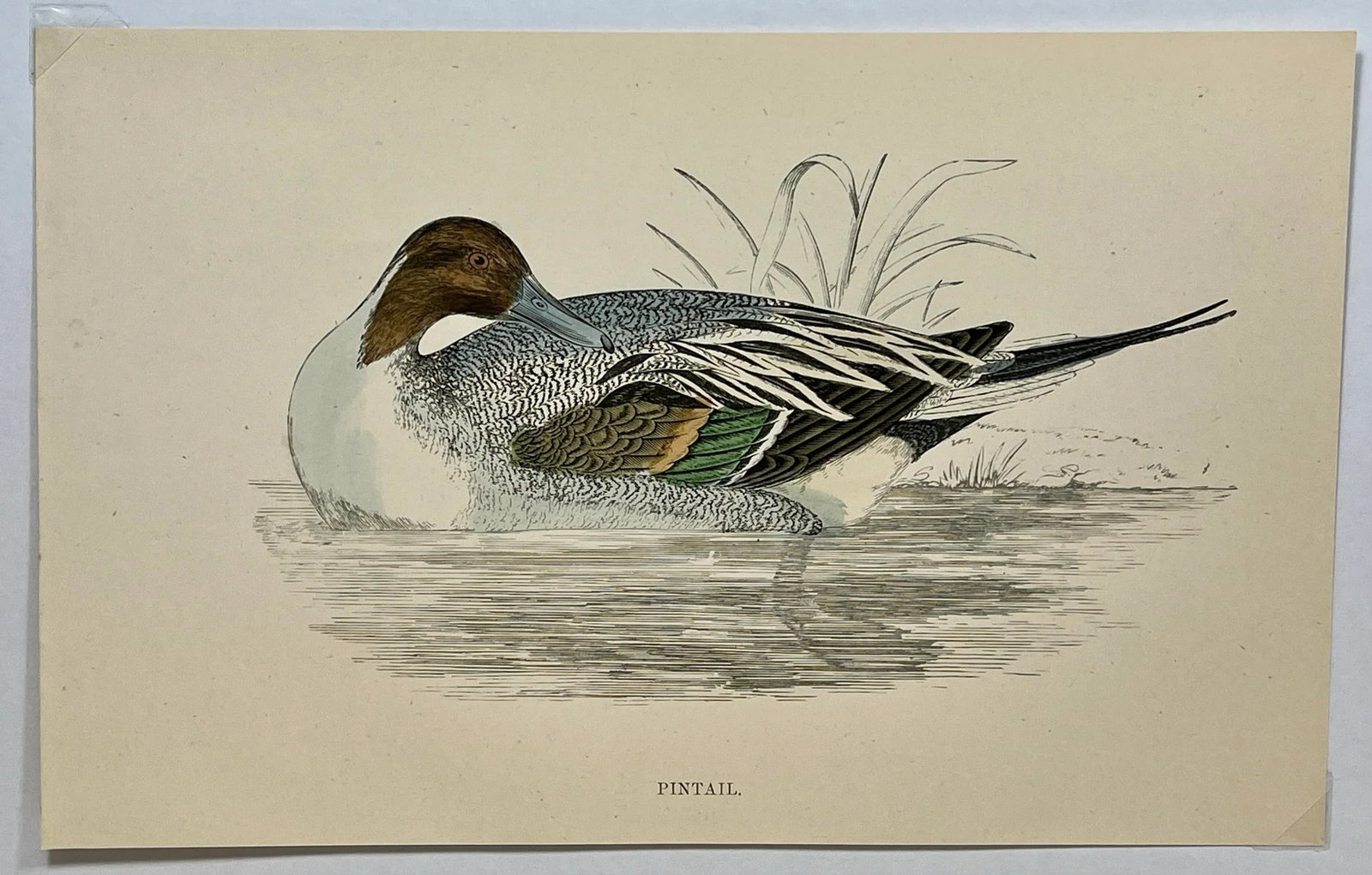 Antique Hand Tinted Bird Print From England Featuring a Pintail Duck - Circa 1888 - 2