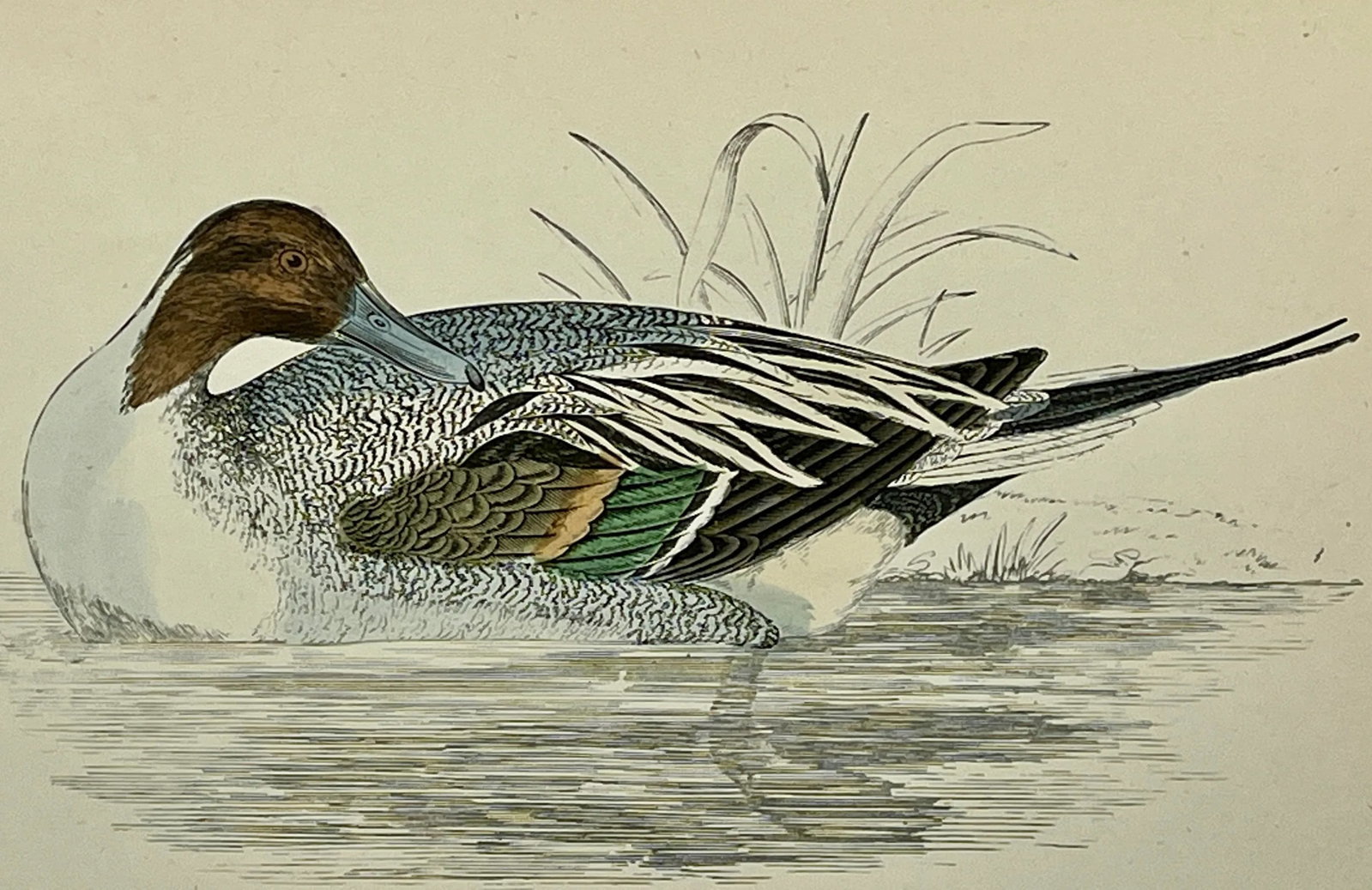 Antique Hand Tinted Bird Print From England Featuring a Pintail Duck - Circa 1888 - 3