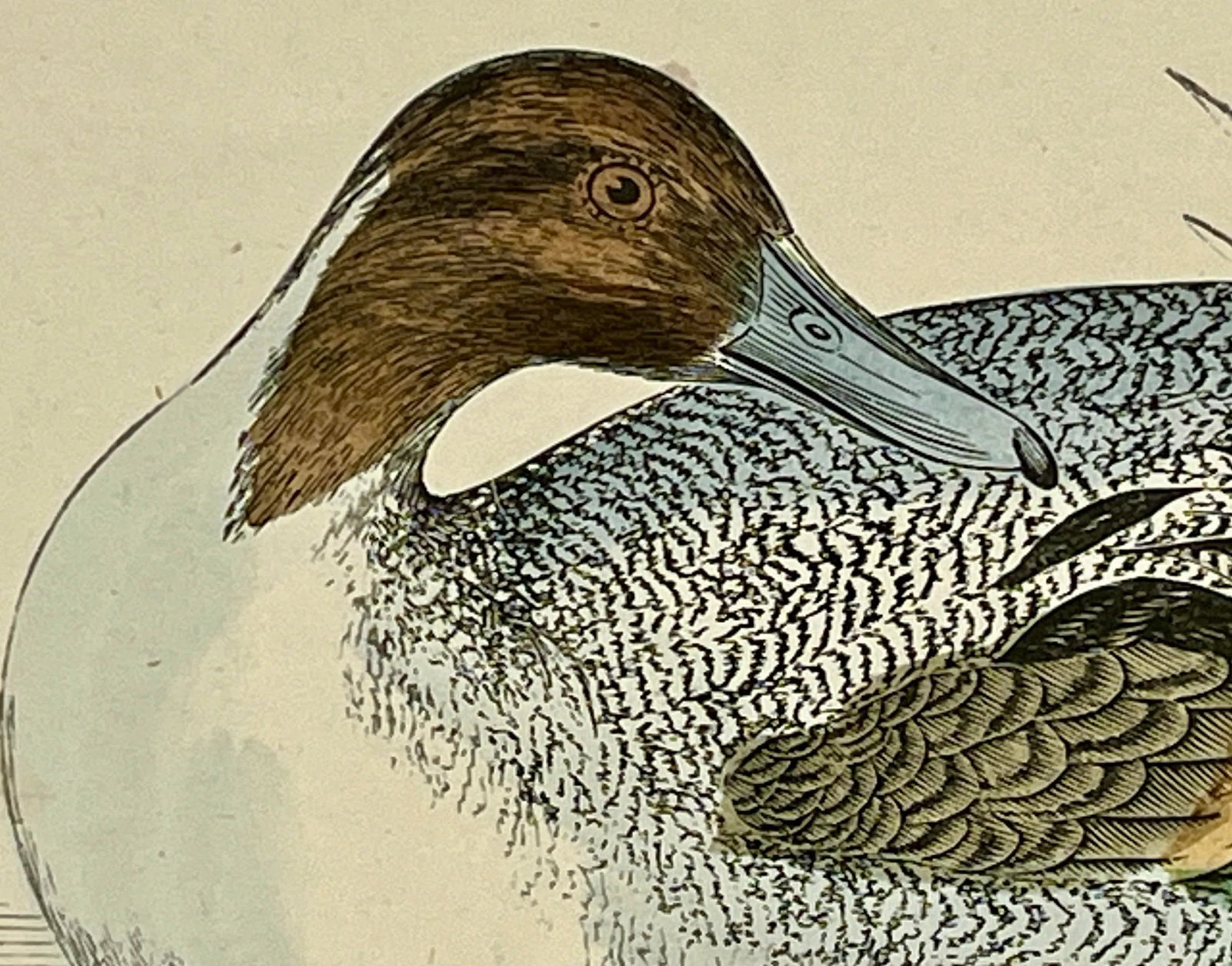 Antique Hand Tinted Bird Print From England Featuring a Pintail Duck - Circa 1888 - 4