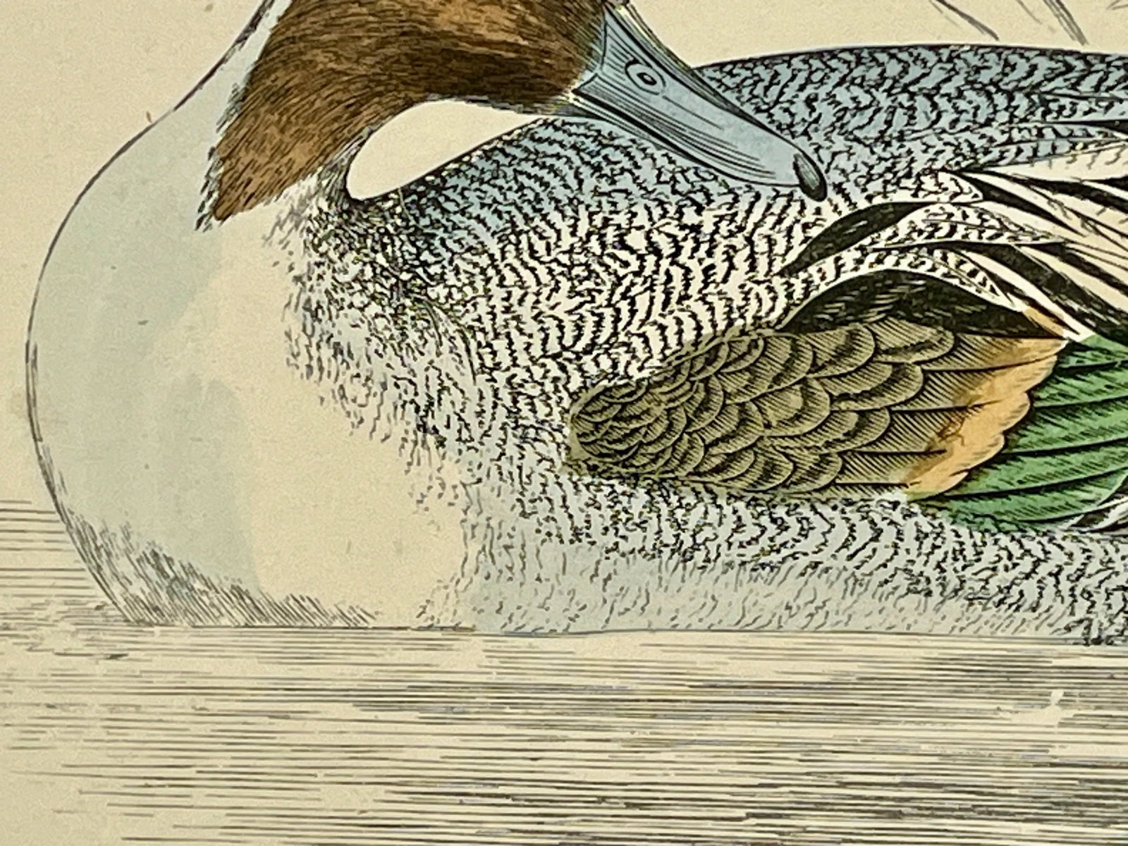 Antique Hand Tinted Bird Print From England Featuring a Pintail Duck - Circa 1888 - 5