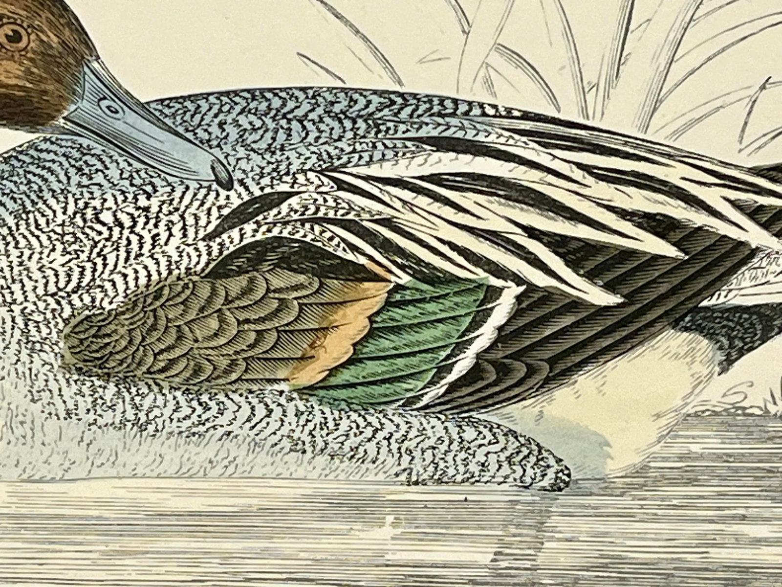 Antique Hand Tinted Bird Print From England Featuring a Pintail Duck - Circa 1888 - 6
