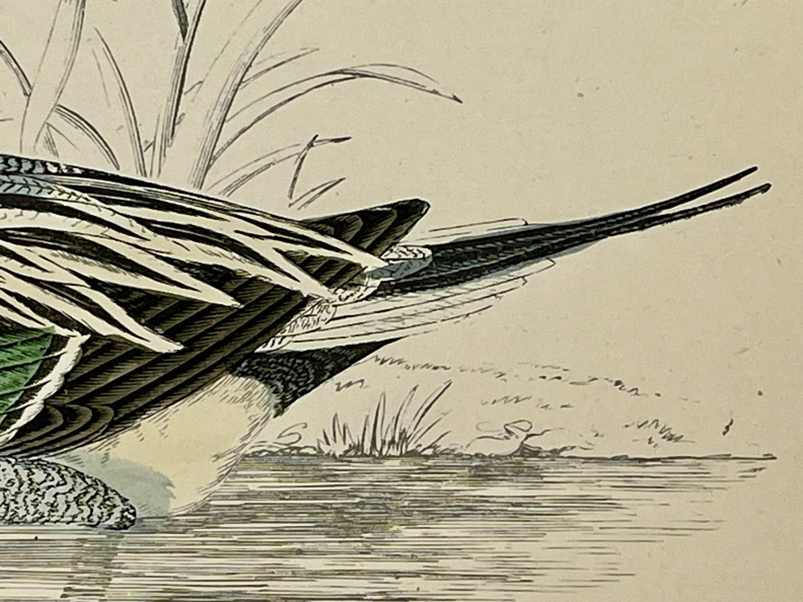 Antique Hand Tinted Bird Print From England Featuring a Pintail Duck - Circa 1888 - 7