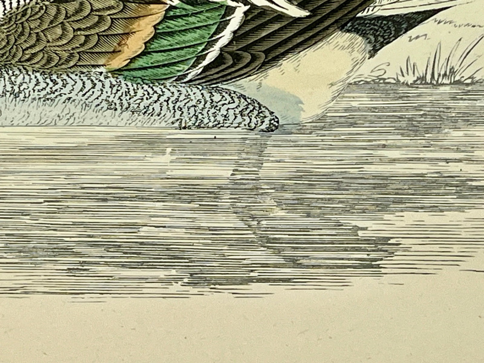 Antique Hand Tinted Bird Print From England Featuring a Pintail Duck - Circa 1888 - 8