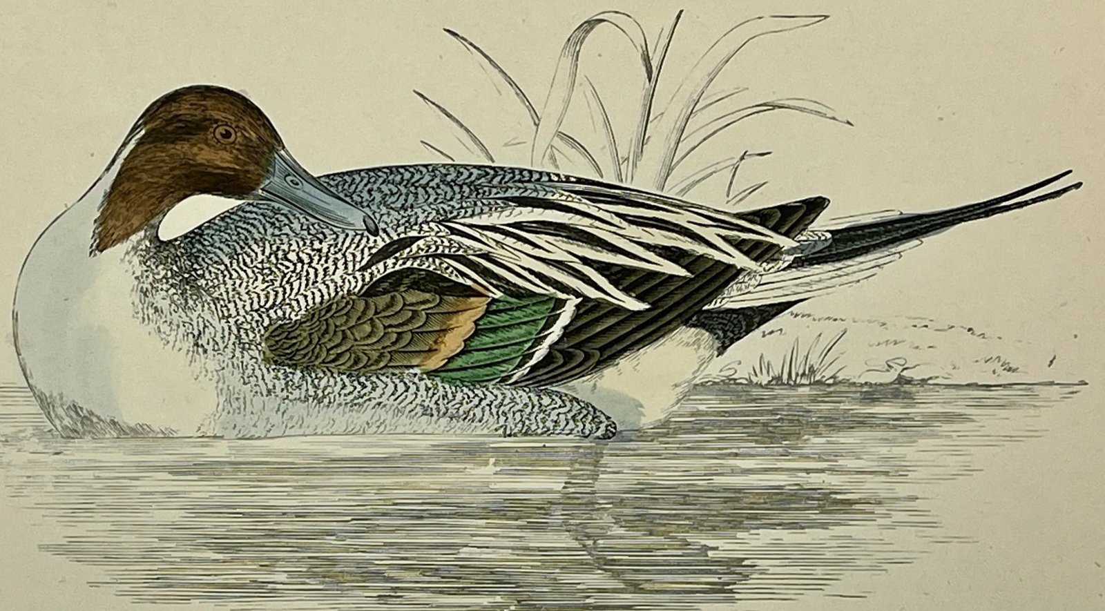 Antique Hand Tinted Bird Print From England Featuring a Pintail Duck - Circa 1888 - 9