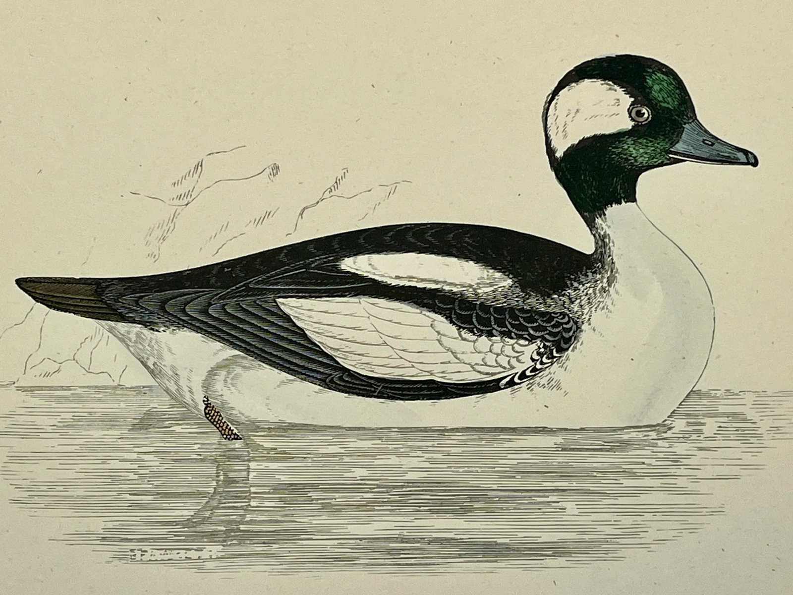 Antique Hand Tinted Bird Print From England Featuring a Black & White Buffel-Headed Duck - Circa 188 - 11
