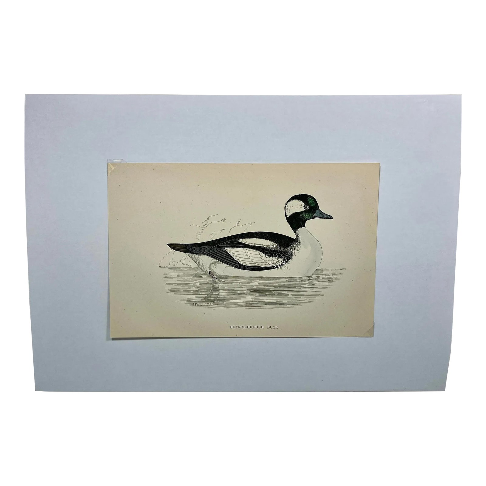 Antique Hand Tinted Bird Print From England Featuring a Black & White Buffel-Headed Duck - Circa 188: Antique Hand Tinted Bird Print From England Featuring a Black & White Buffel-Headed Duck - Circa 1888. Print measures 7 1/4" W x 4 3/4" T Print is attached to an 11 3/4" W x 8 1/4" T piece of paper