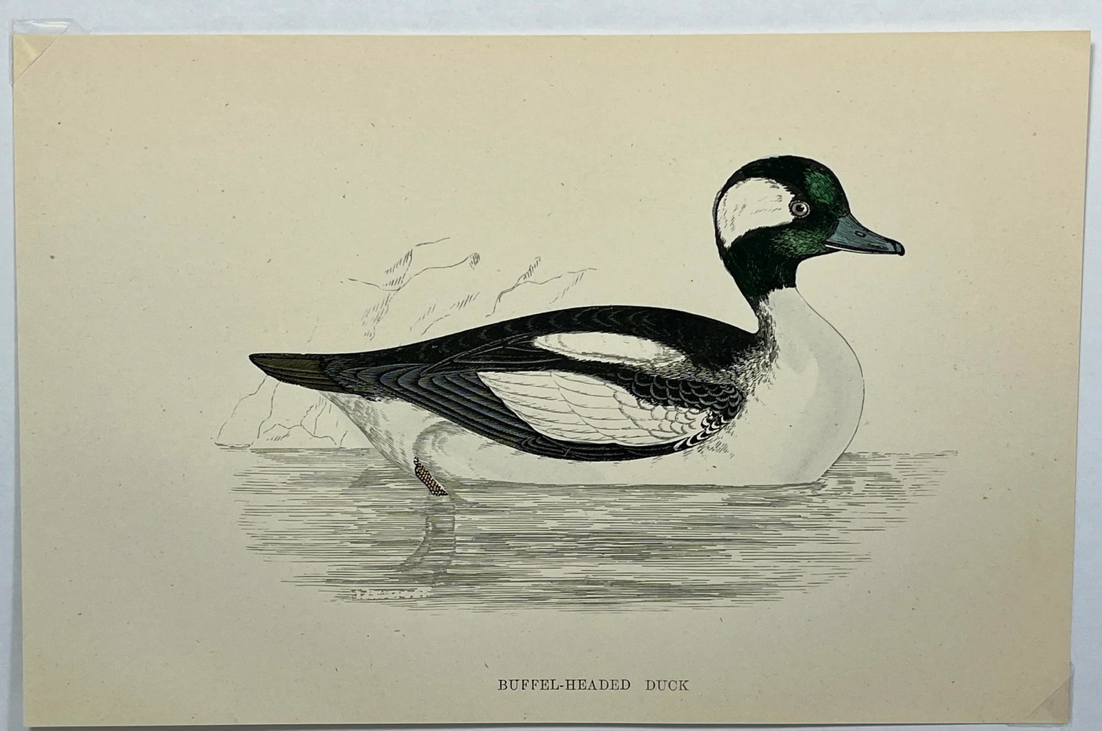 Antique Hand Tinted Bird Print From England Featuring a Black & White Buffel-Headed Duck - Circa 188 - 2
