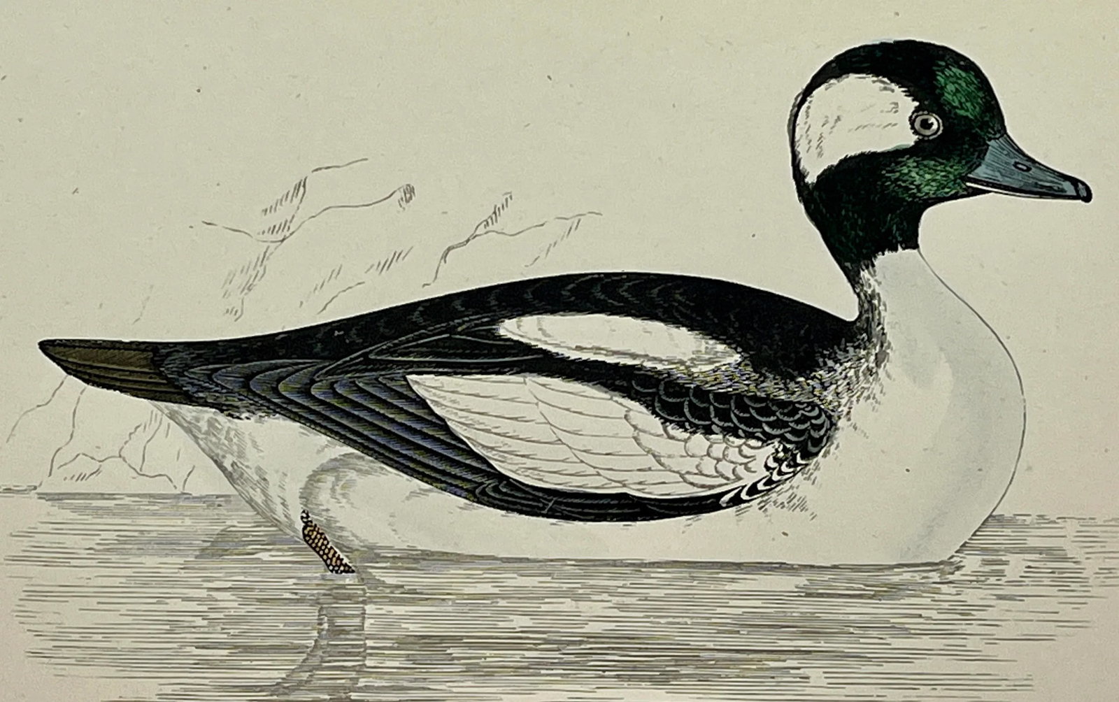Antique Hand Tinted Bird Print From England Featuring a Black & White Buffel-Headed Duck - Circa 188 - 3