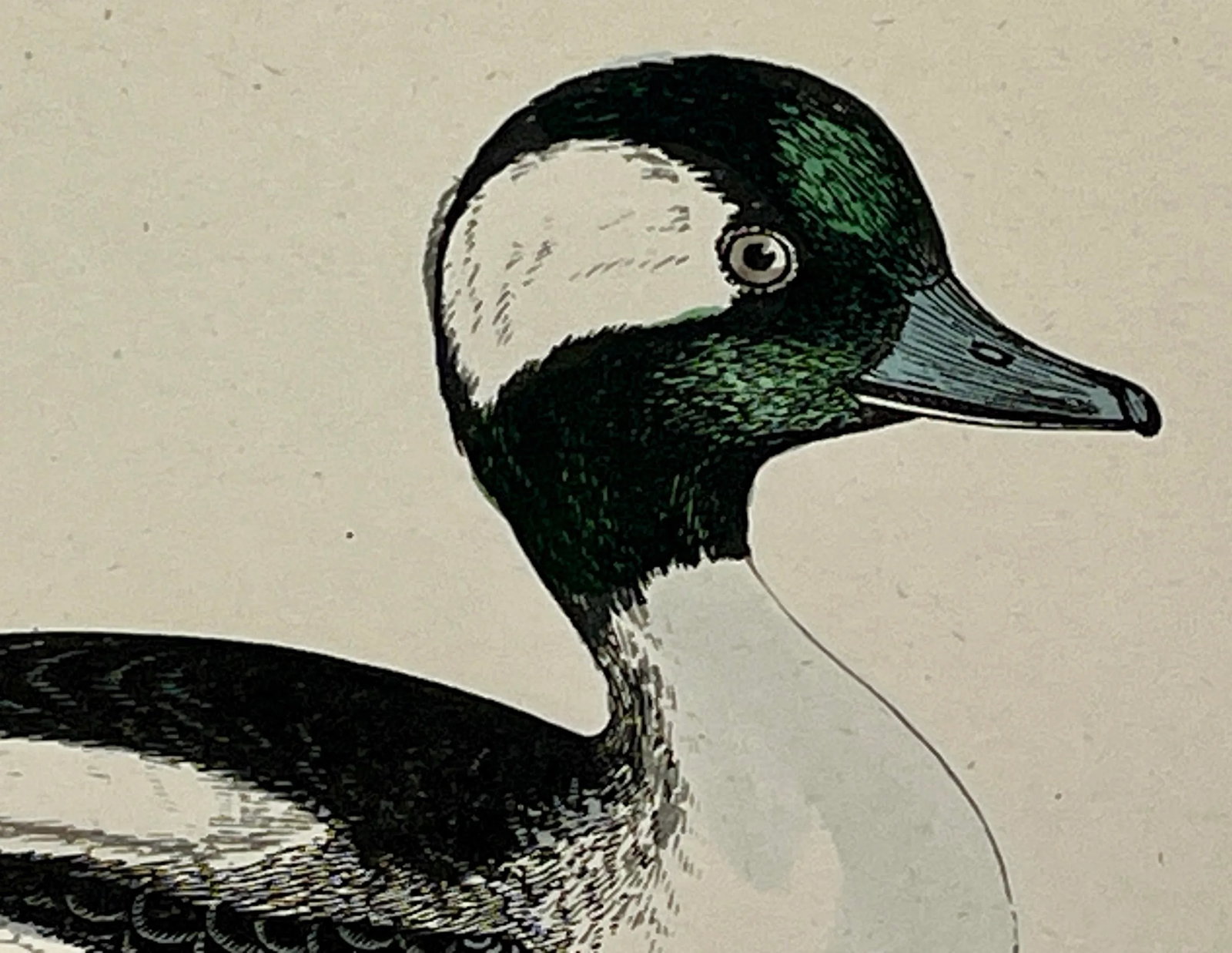 Antique Hand Tinted Bird Print From England Featuring a Black & White Buffel-Headed Duck - Circa 188 - 4