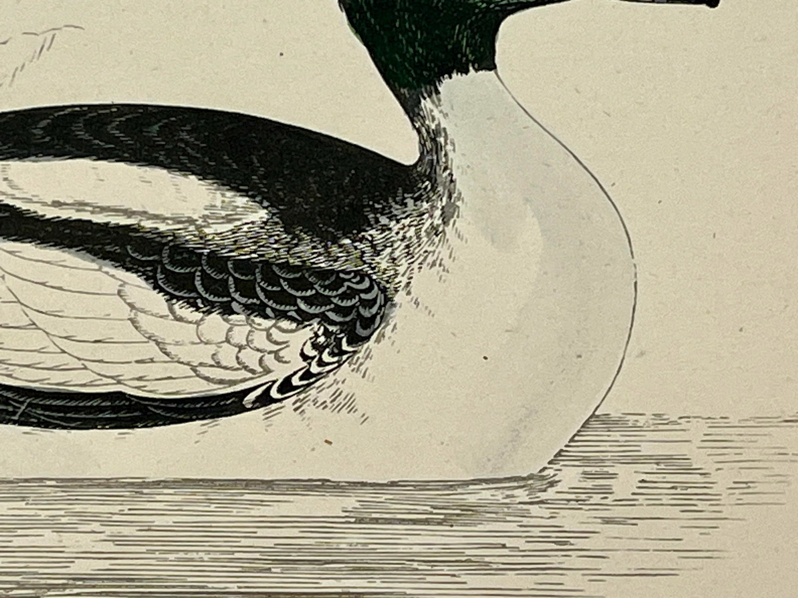 Antique Hand Tinted Bird Print From England Featuring a Black & White Buffel-Headed Duck - Circa 188 - 5