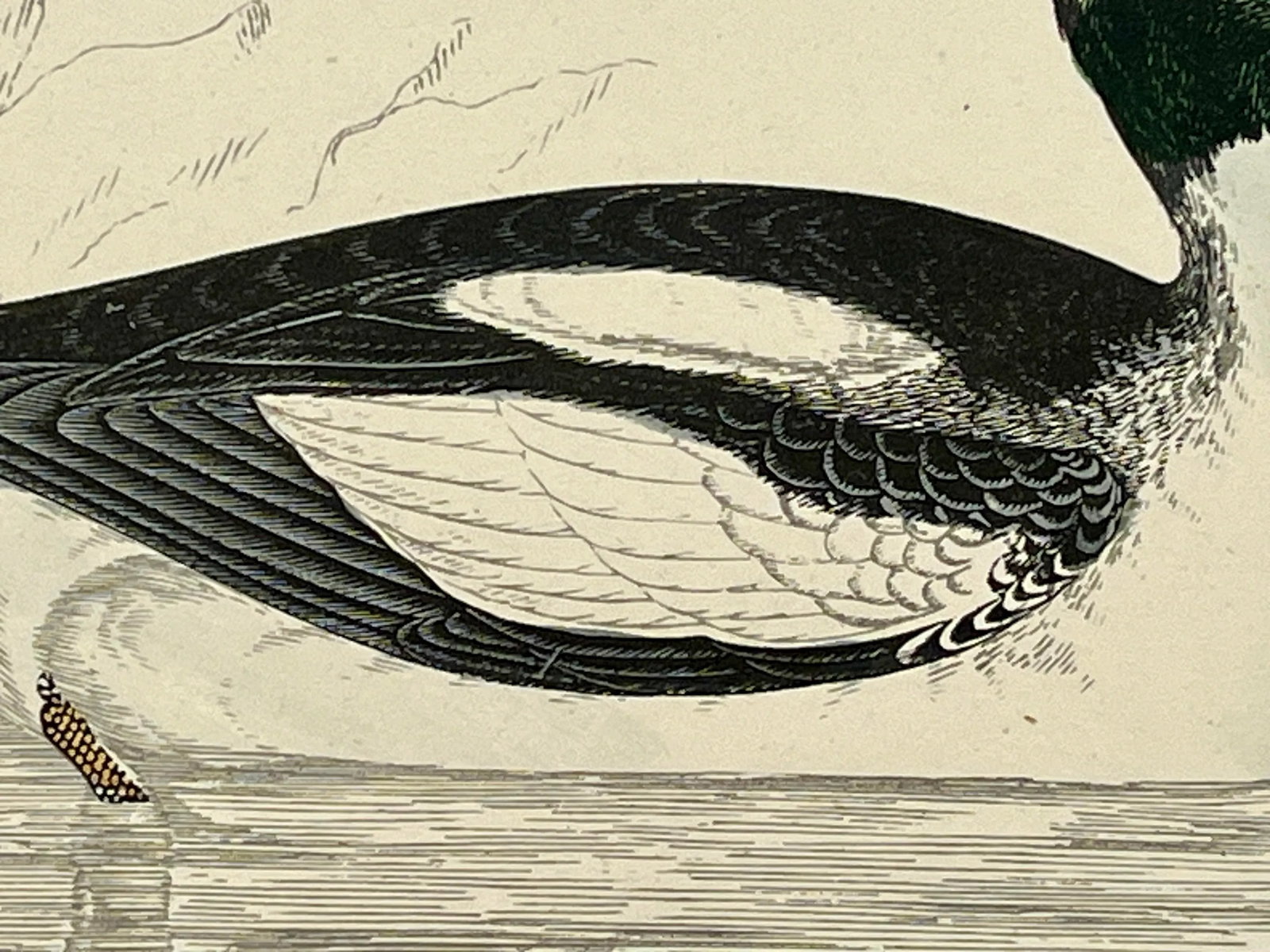 Antique Hand Tinted Bird Print From England Featuring a Black & White Buffel-Headed Duck - Circa 188 - 6