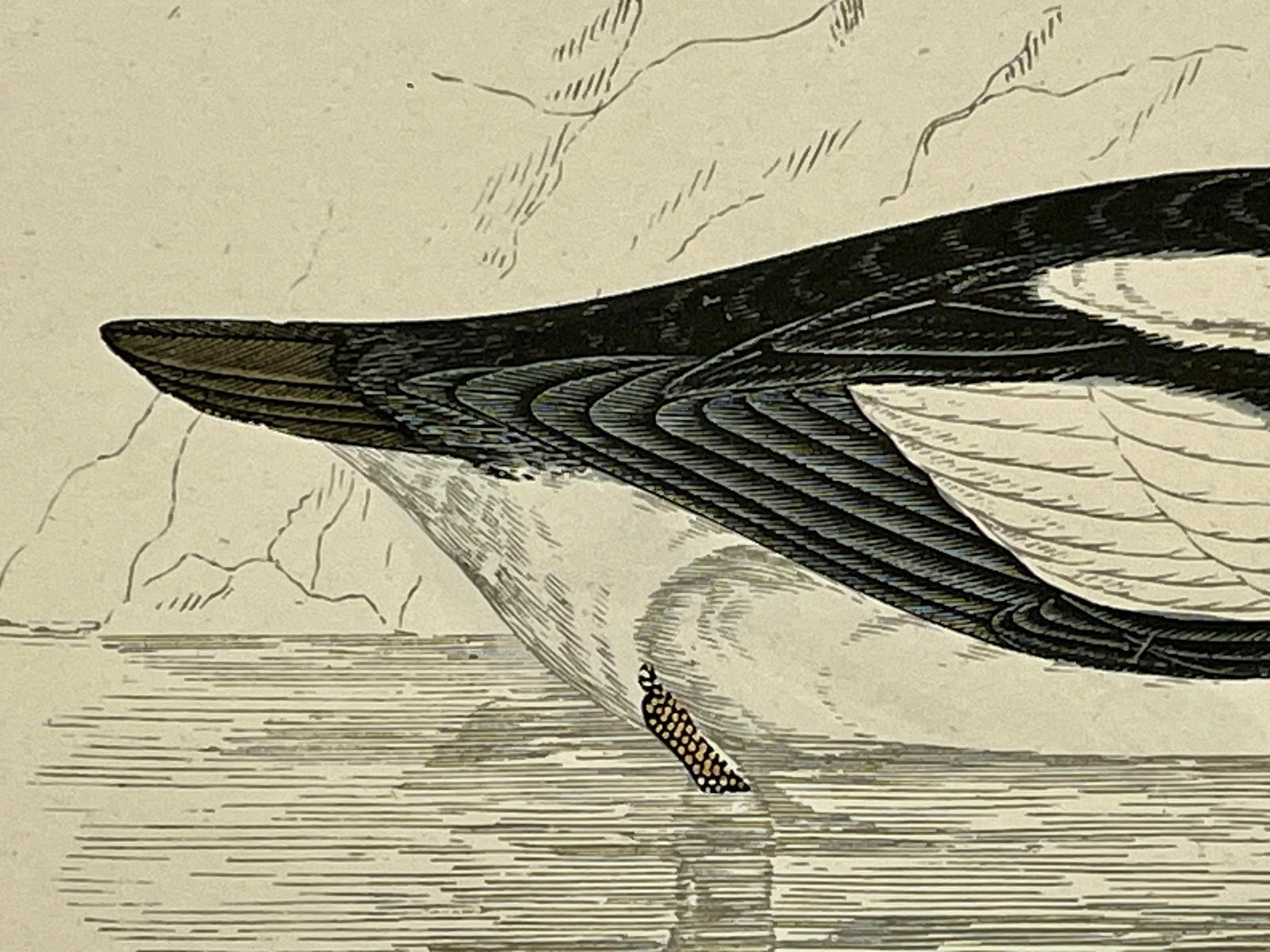 Antique Hand Tinted Bird Print From England Featuring a Black & White Buffel-Headed Duck - Circa 188 - 7