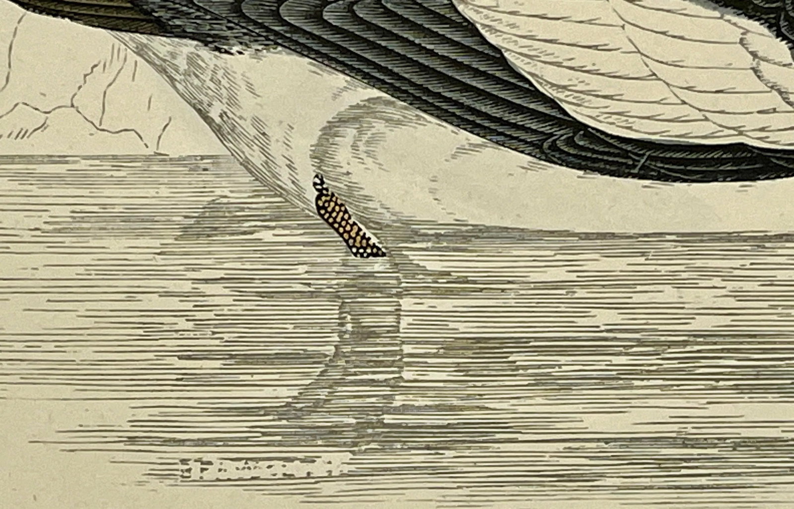 Antique Hand Tinted Bird Print From England Featuring a Black & White Buffel-Headed Duck - Circa 188 - 8