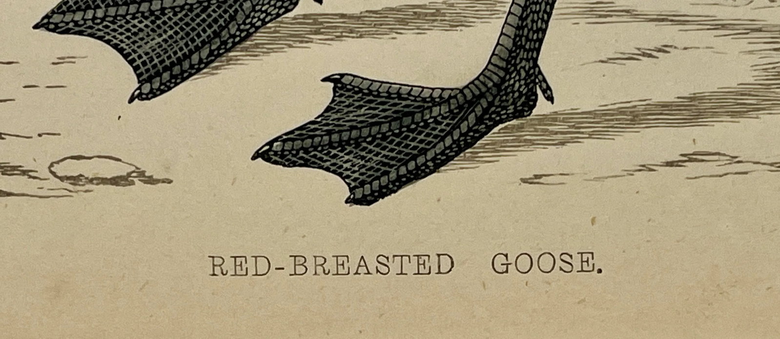 Antique Hand Tinted Bird Print From England Featuring a Red Breasted Goose - Circa 1880 - 10