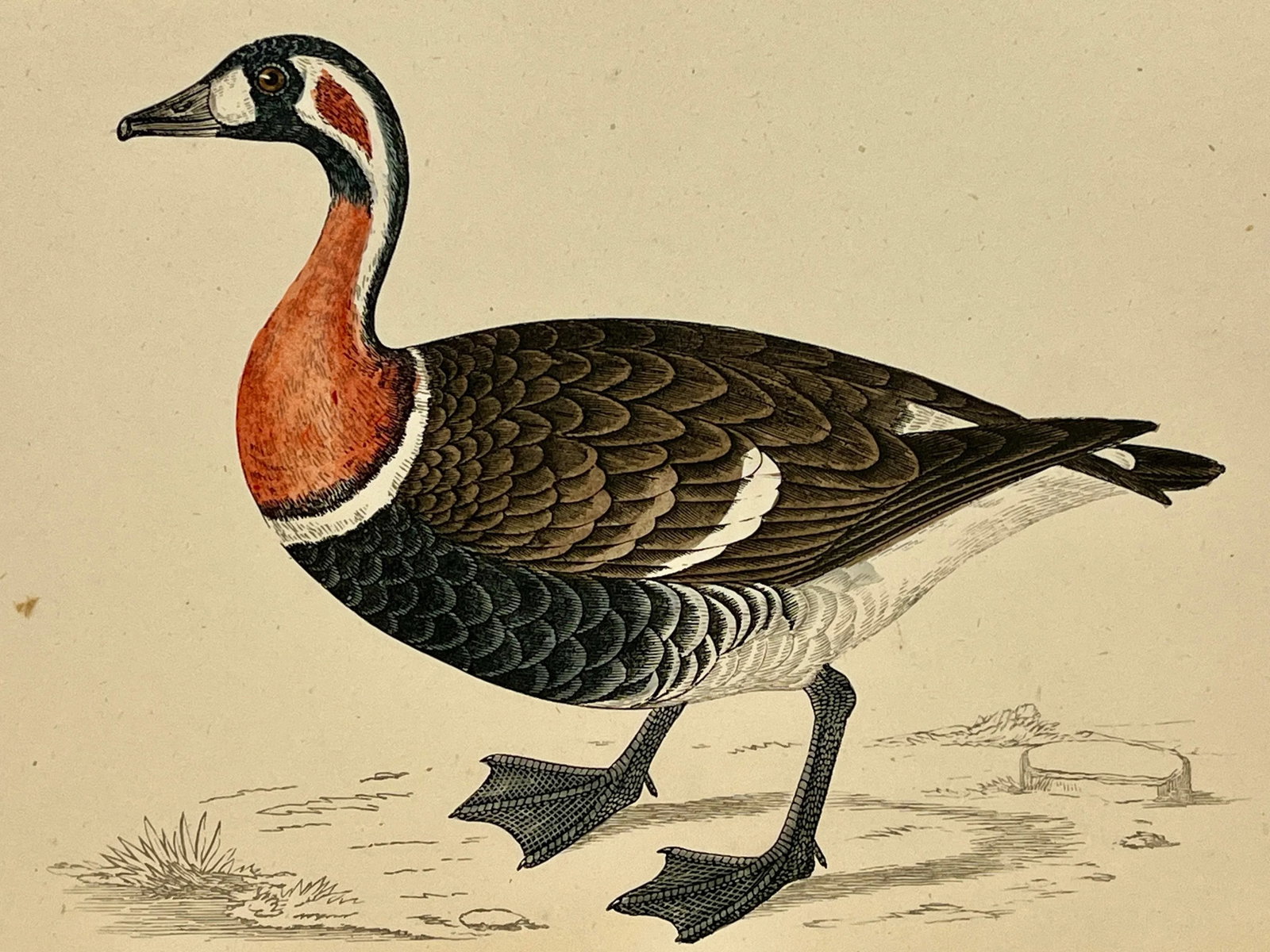 Antique Hand Tinted Bird Print From England Featuring a Red Breasted Goose - Circa 1880 - 11