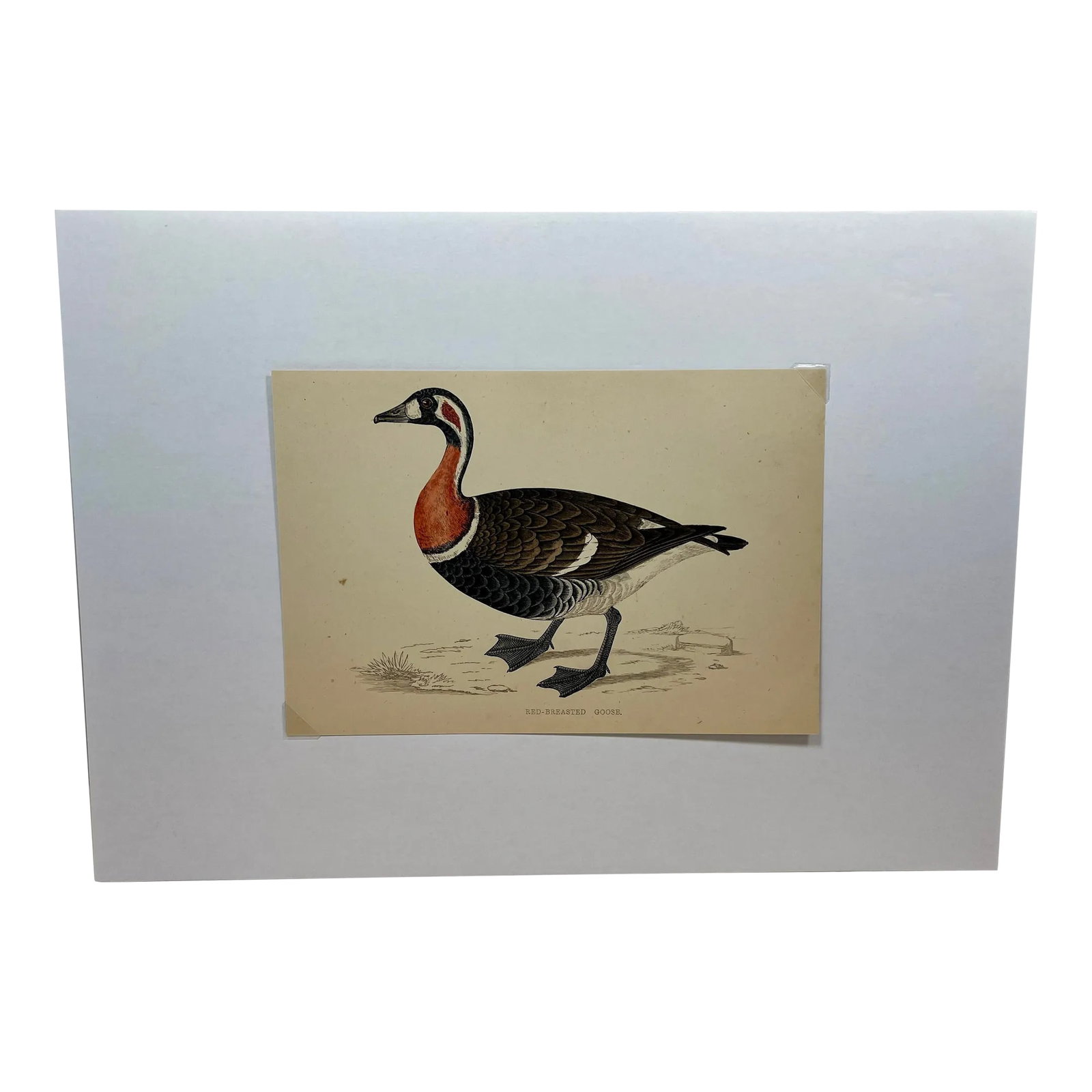 Antique Hand Tinted Bird Print From England Featuring a Red Breasted Goose - Circa 1880: Antique Hand Tinted Bird Print From England Featuring a Red Breasted Goose - Circa 1880. Print measures 6 3/4" W x 4 5/8" T Print is attached to an 11 3/4" W x 8 1/4" T piece of paper by 2 corner wedg