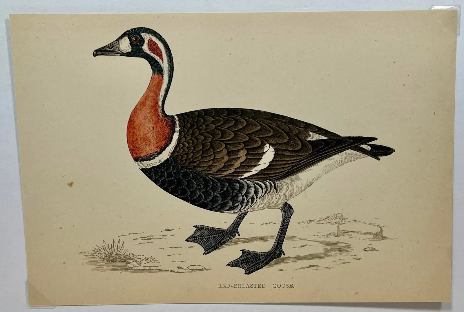 Antique Hand Tinted Bird Print From England Featuring a Red Breasted Goose - Circa 1880 - 2