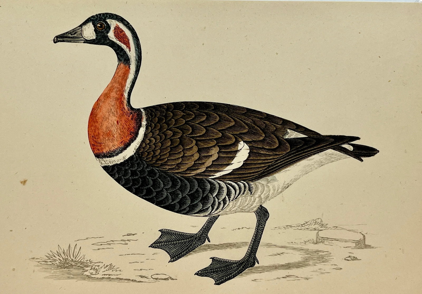 Antique Hand Tinted Bird Print From England Featuring a Red Breasted Goose - Circa 1880 - 3