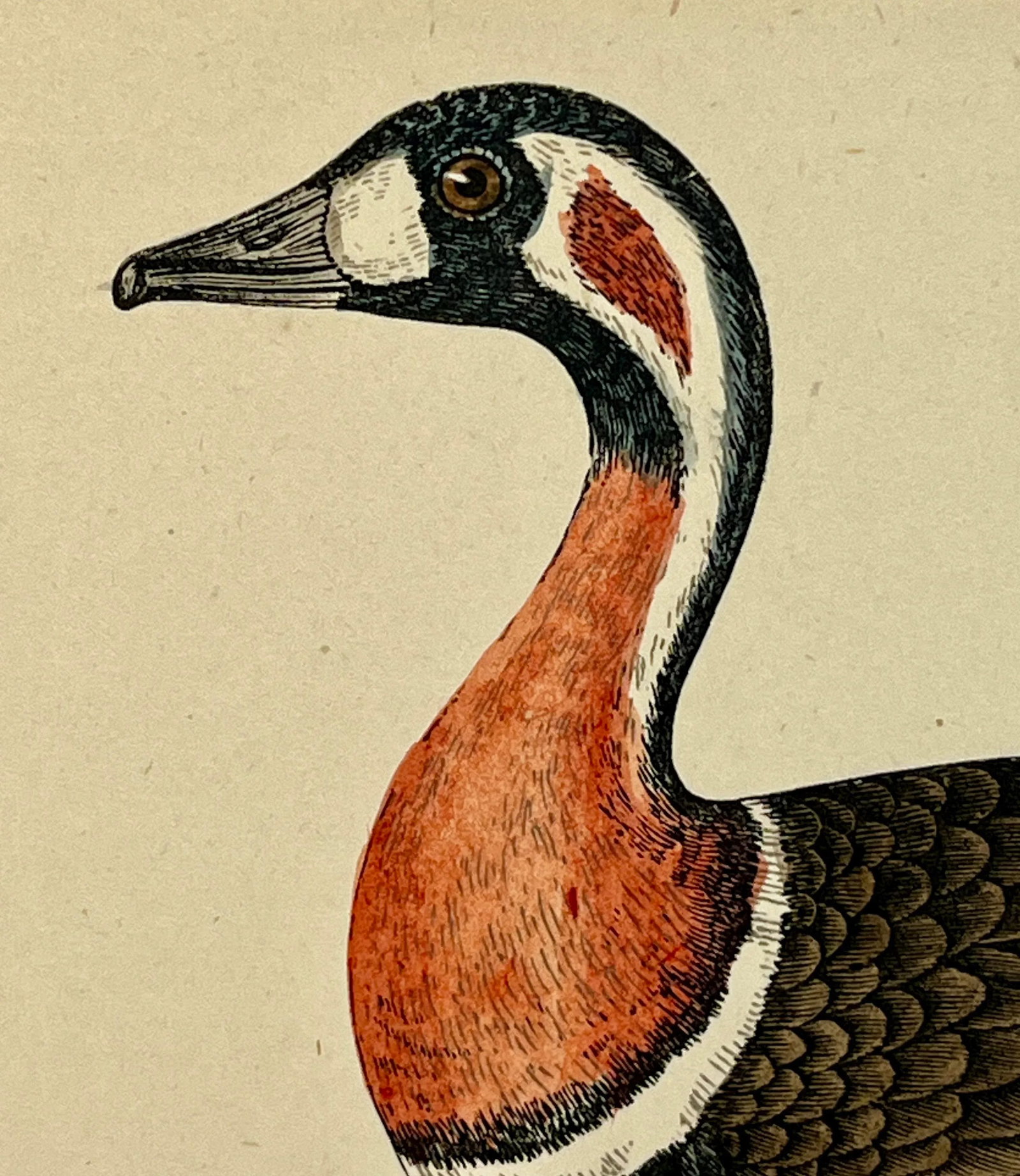 Antique Hand Tinted Bird Print From England Featuring a Red Breasted Goose - Circa 1880 - 4