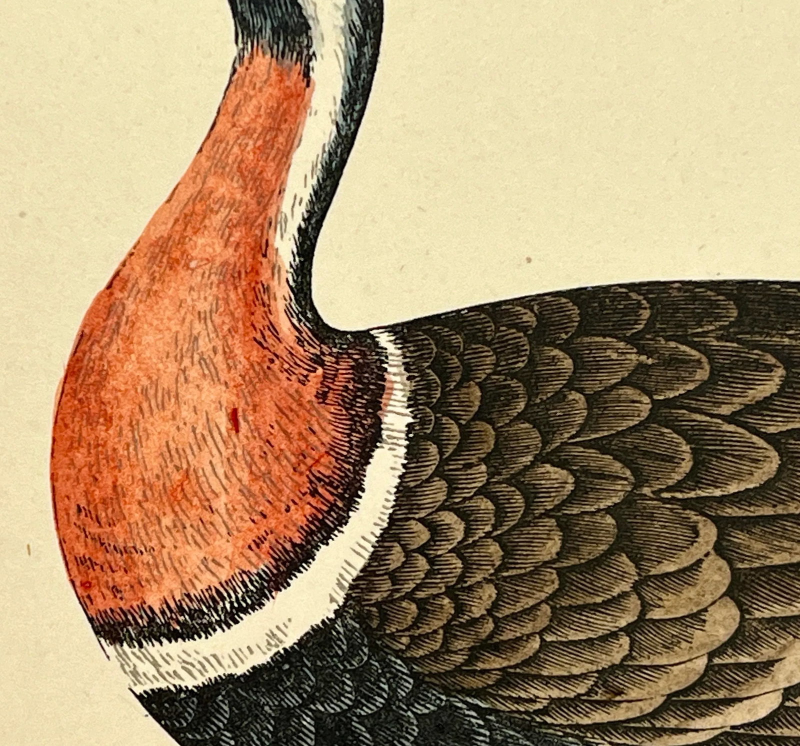 Antique Hand Tinted Bird Print From England Featuring a Red Breasted Goose - Circa 1880 - 5