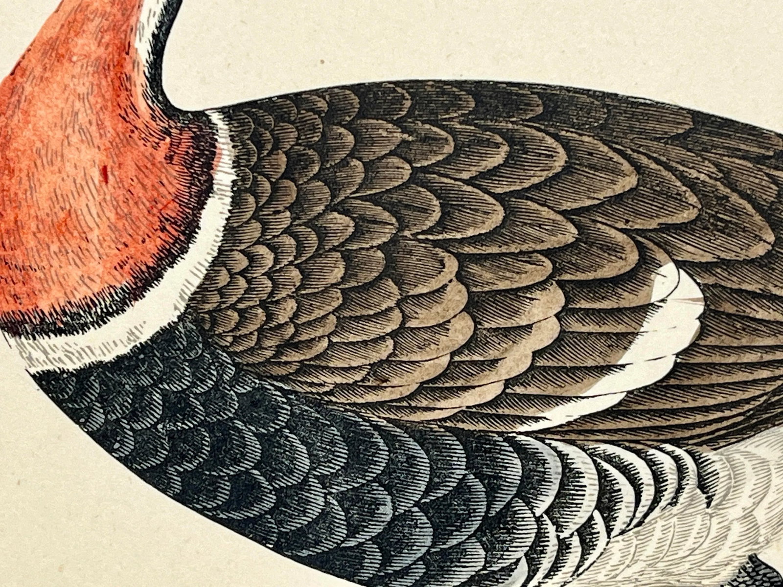 Antique Hand Tinted Bird Print From England Featuring a Red Breasted Goose - Circa 1880 - 6