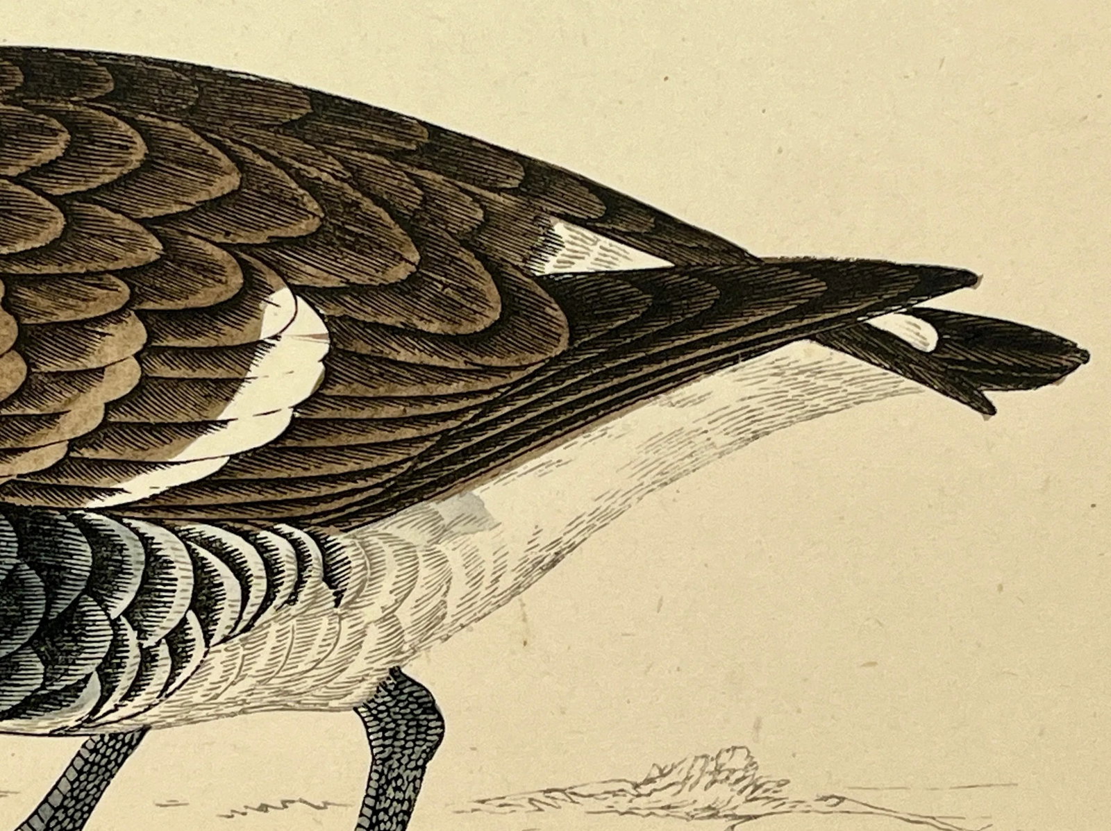 Antique Hand Tinted Bird Print From England Featuring a Red Breasted Goose - Circa 1880 - 7